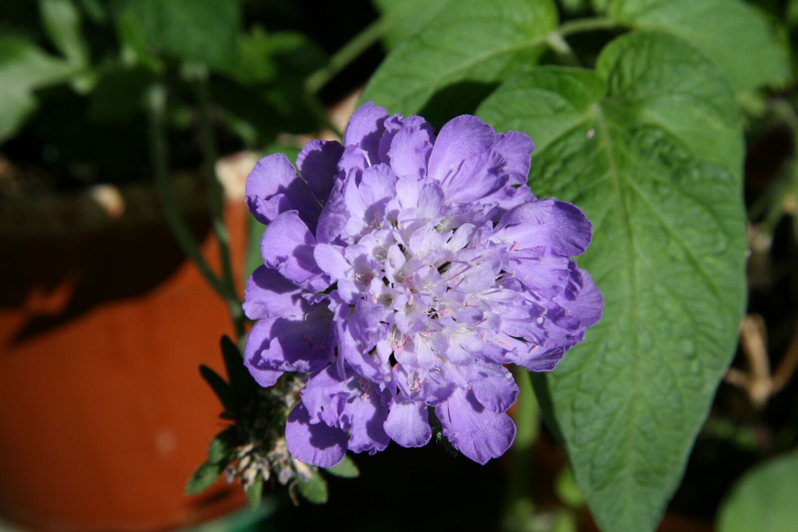 Canon EOS 400D (EOS Digital Rebel XTi / EOS Kiss Digital X) sample photo. Pincushion flower, blue flower photography