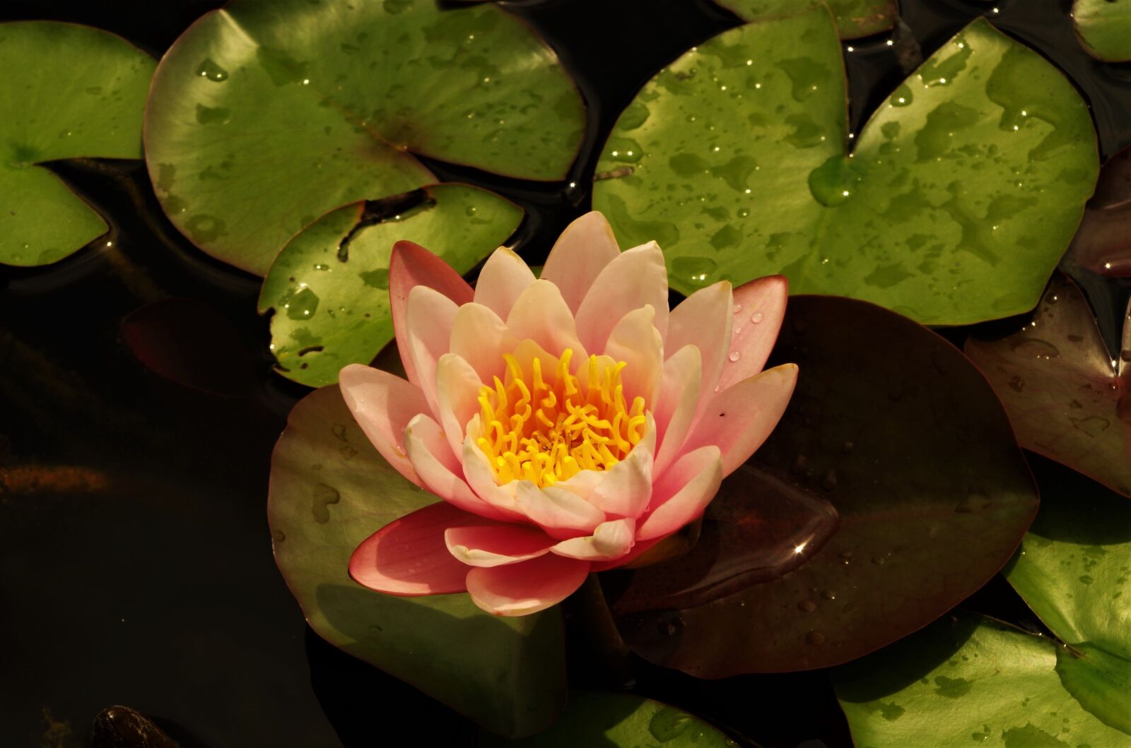 Pentax K-50 sample photo. Flower, water lilies, rosa photography