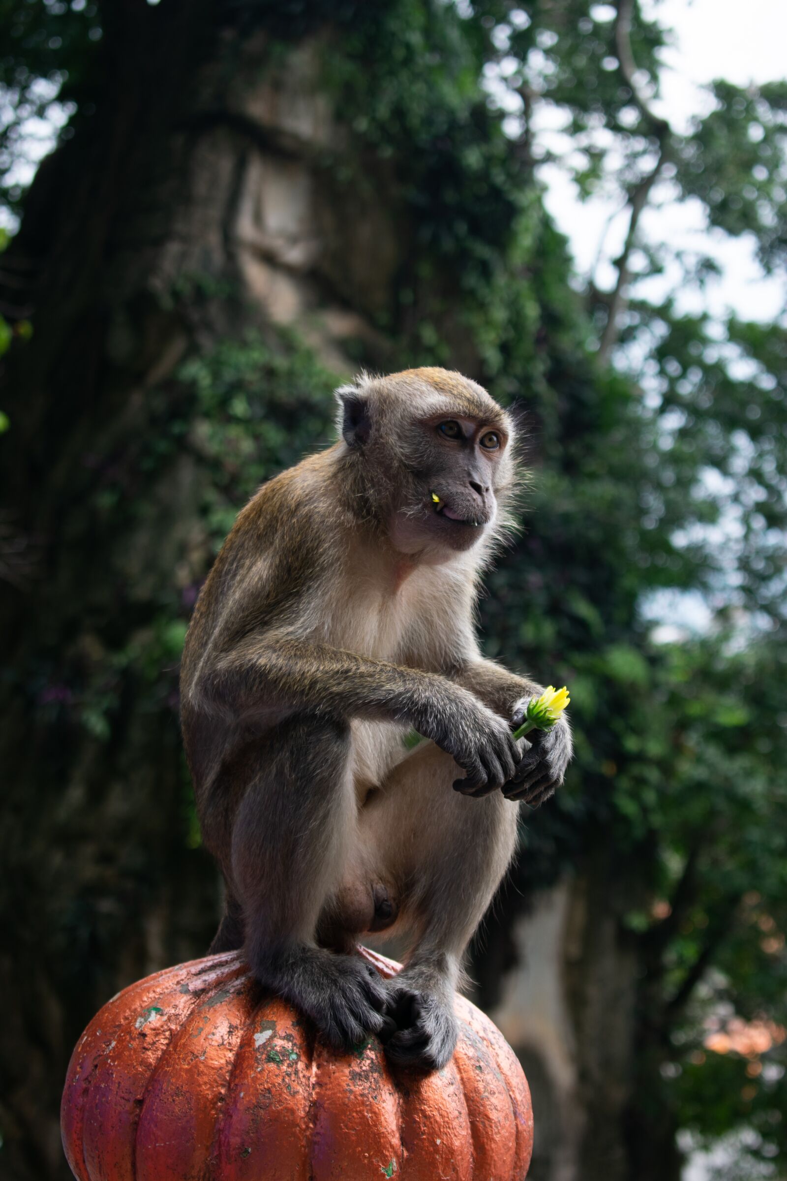 Nikon D3400 sample photo. Monkey, jungle, animal photography