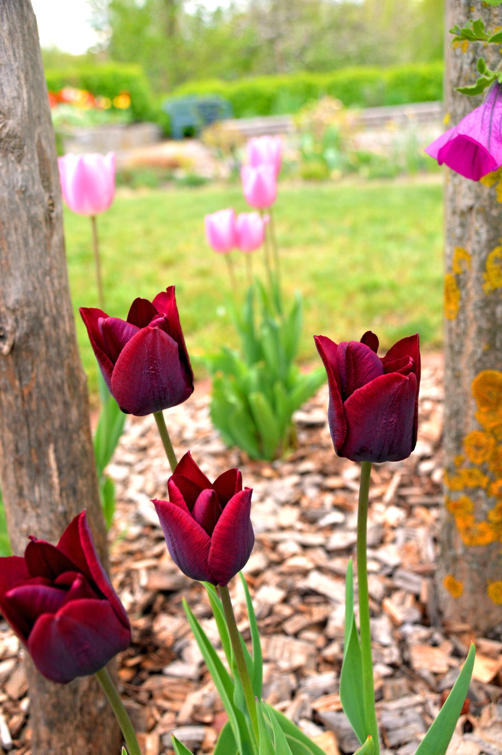 Nikon D3200 sample photo. Tulpen, tulpe, blüte photography