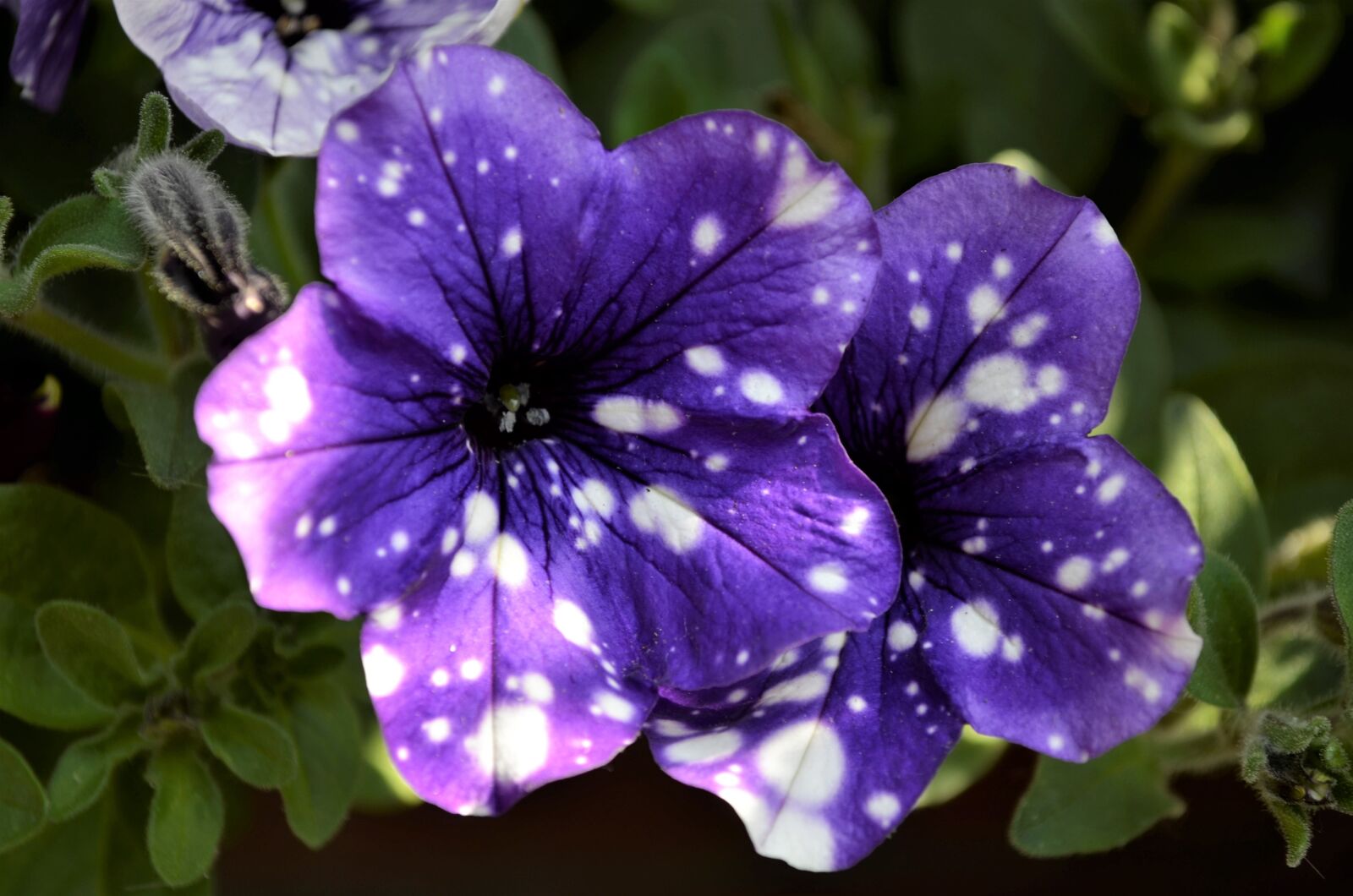 Nikon D5100 sample photo. Flower, purple, purple flower photography