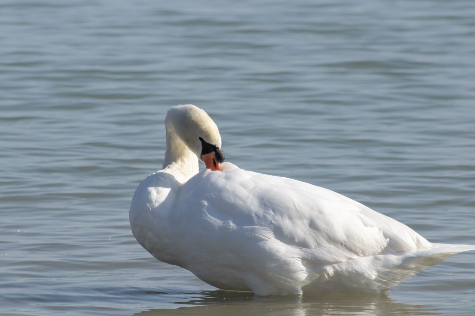 Canon EF75-300mm f/4-5.6 sample photo. Mute swan, bird, swim photography