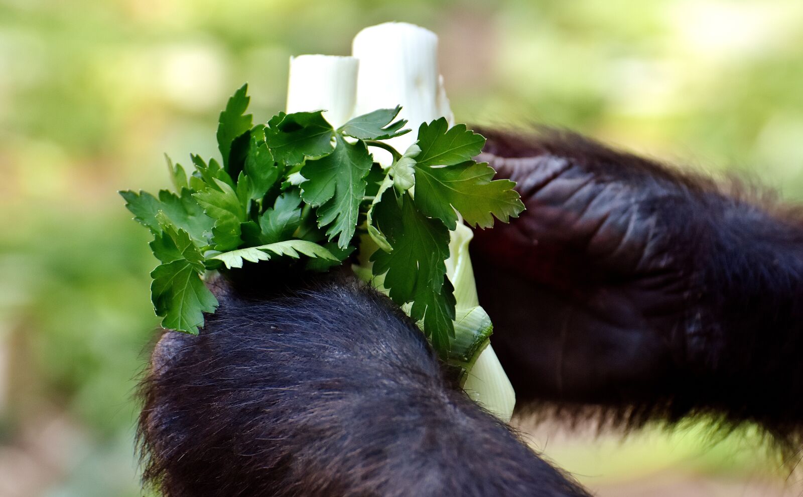 Nikon D7200 sample photo. Gorilla, hands, food photography
