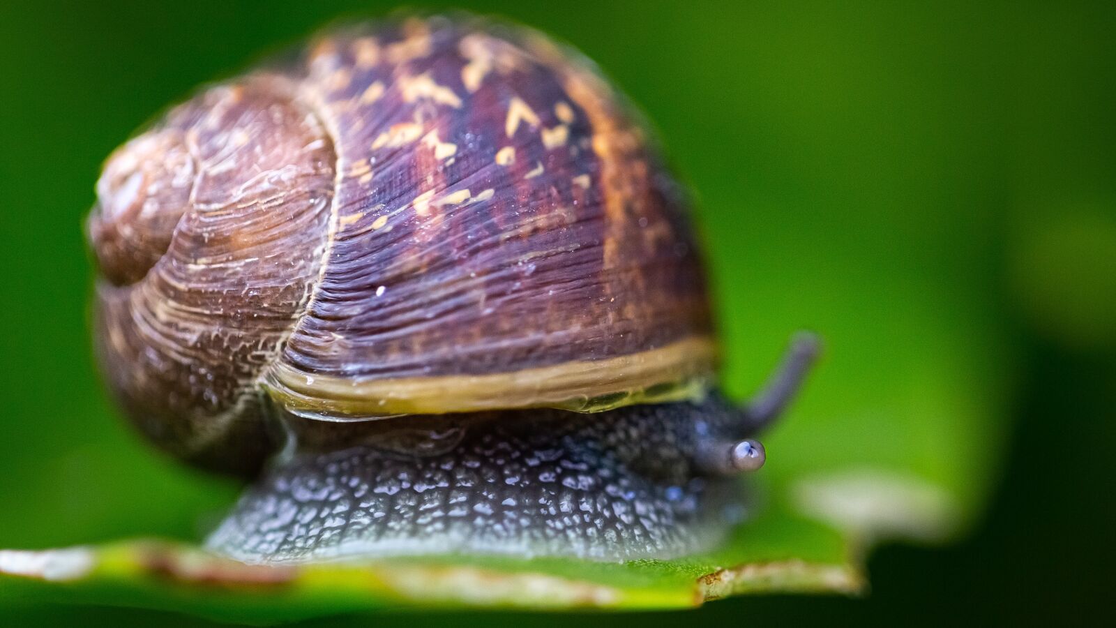 Canon EOS 5D Mark III sample photo. Snail, leaf, eating photography