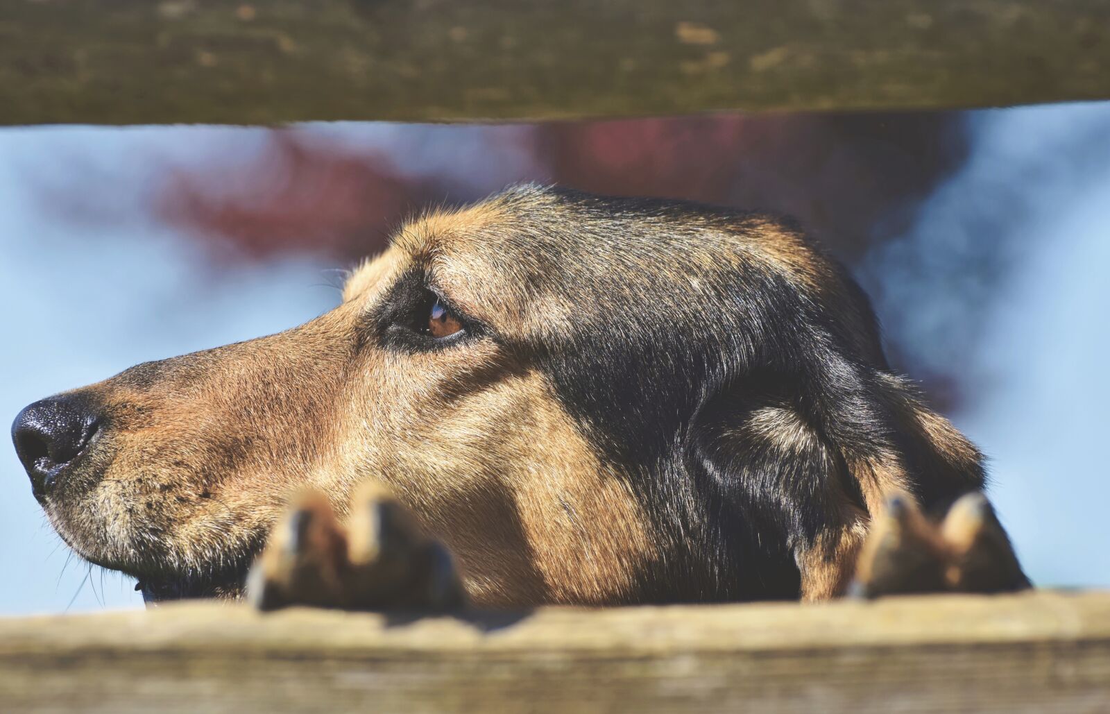 Nikon D7200 sample photo. Hybrid, dog, small dog photography