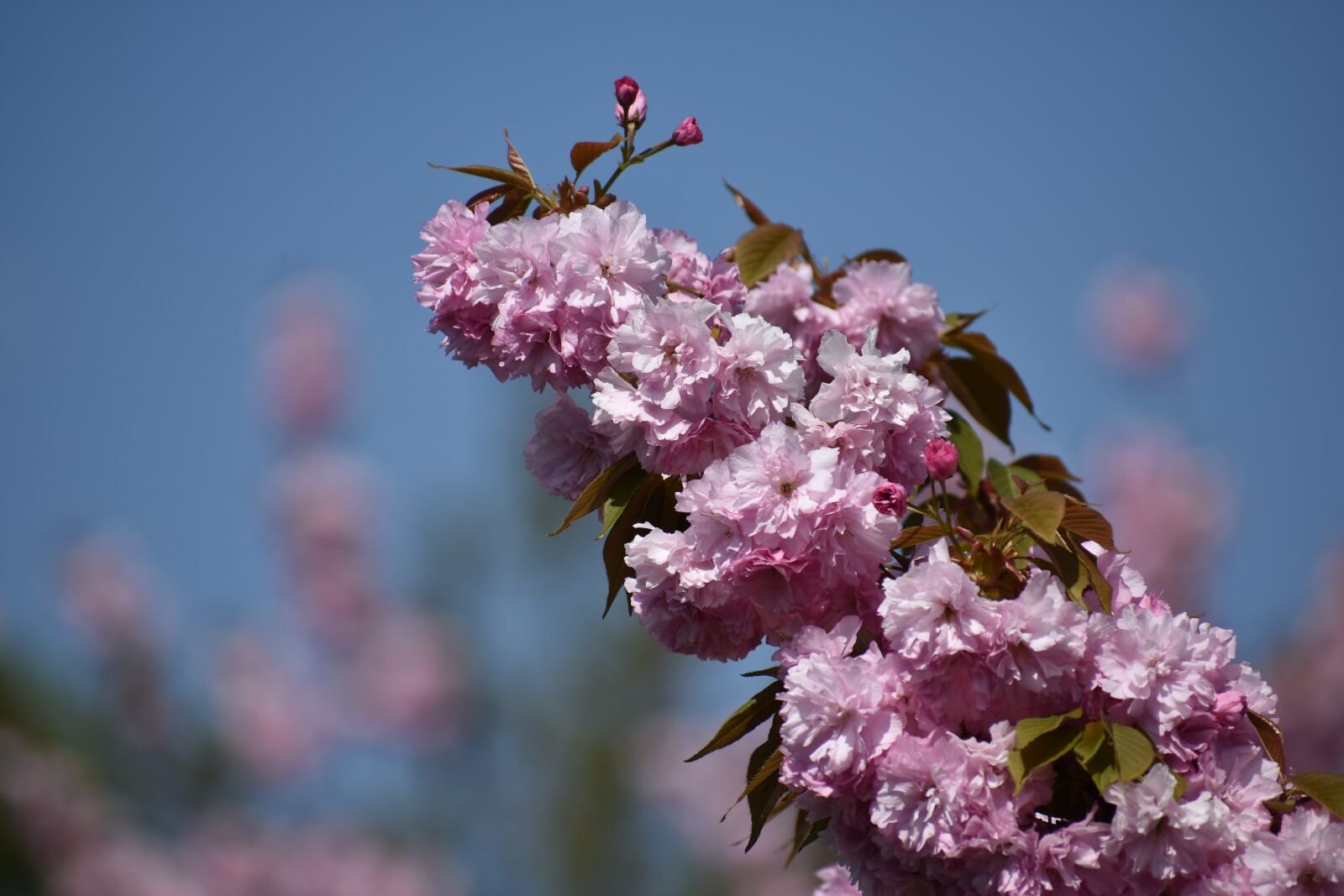 Nikon D3400 sample photo. Tree, blossom, spring photography