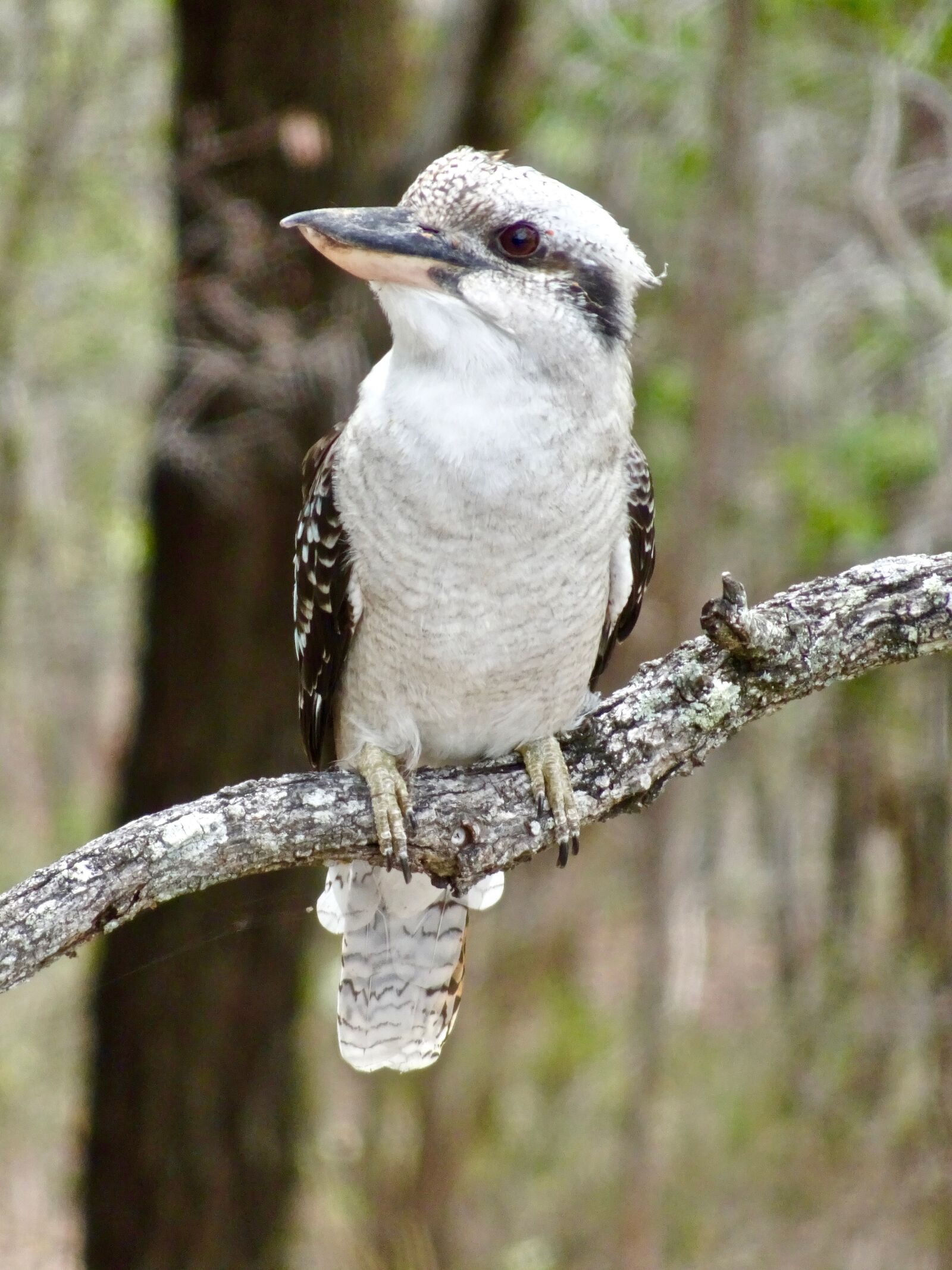 Sony Cyber-shot DSC-HX90V sample photo. Kookaburra, bird, australian photography