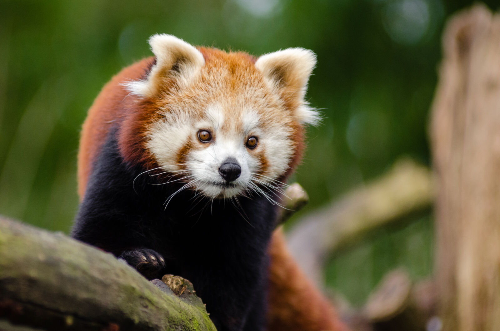 AF Zoom-Nikkor 80-200mm f/2.8 ED sample photo
