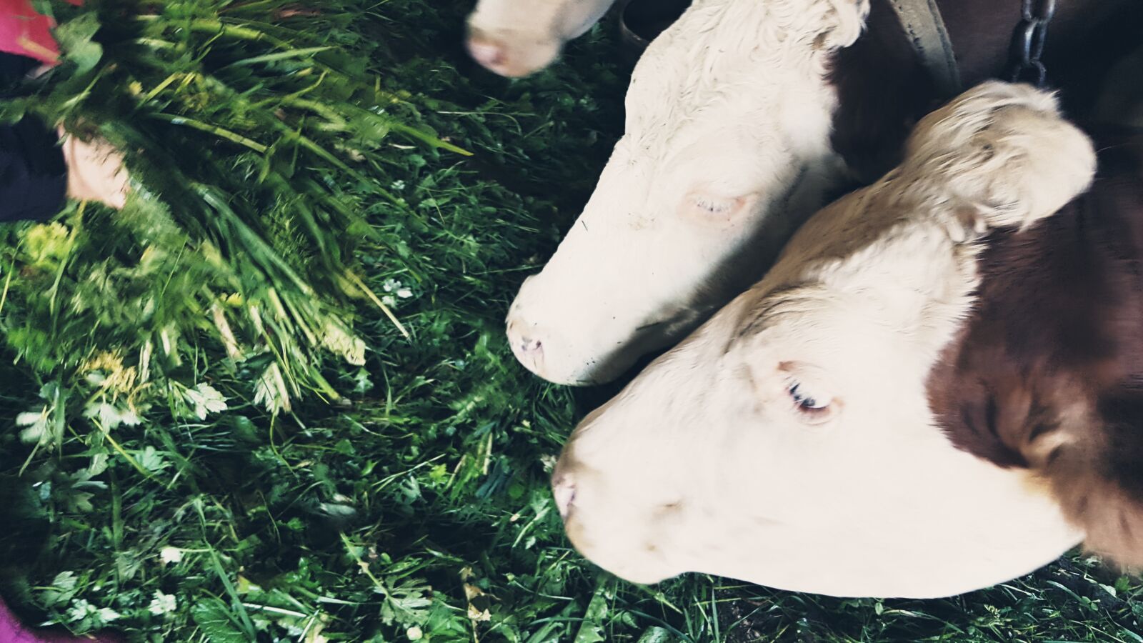 Samsung Galaxy S7 sample photo. Cow, cows, agriculture photography