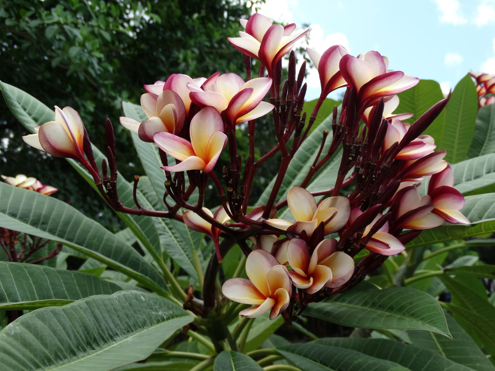 Sony Cyber-shot DSC-HX300 sample photo. Plumeria, flowers, mexico photography