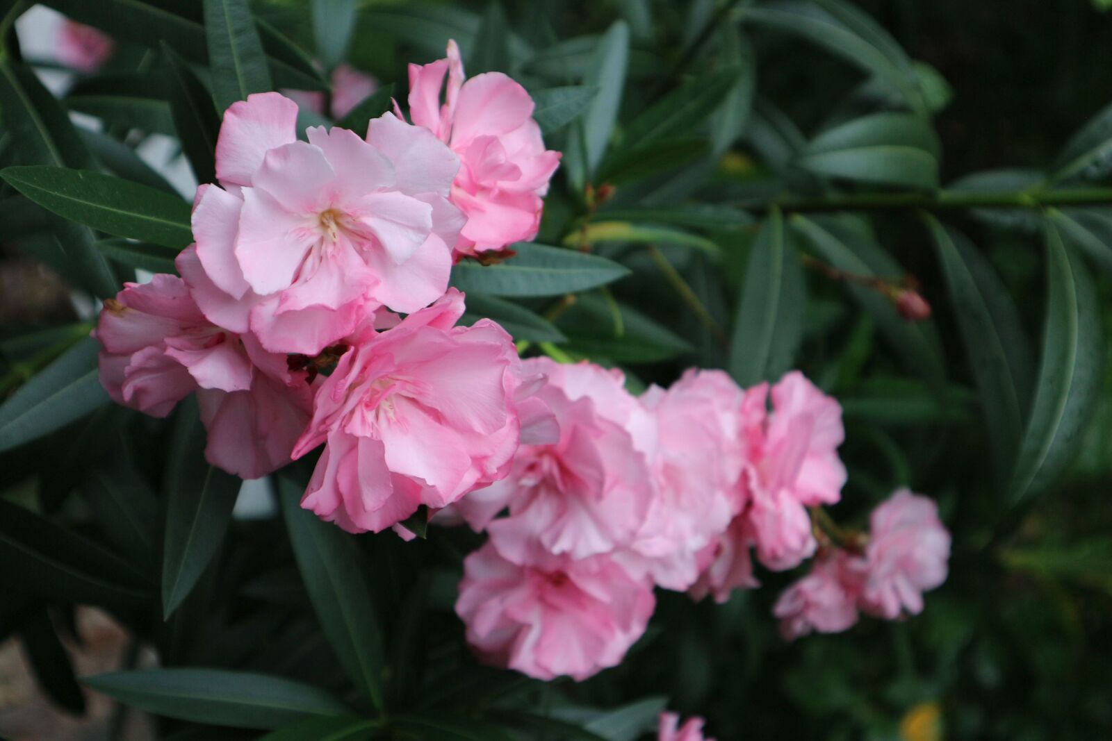 Canon EOS M10 sample photo. Oleander, bush, blossom photography