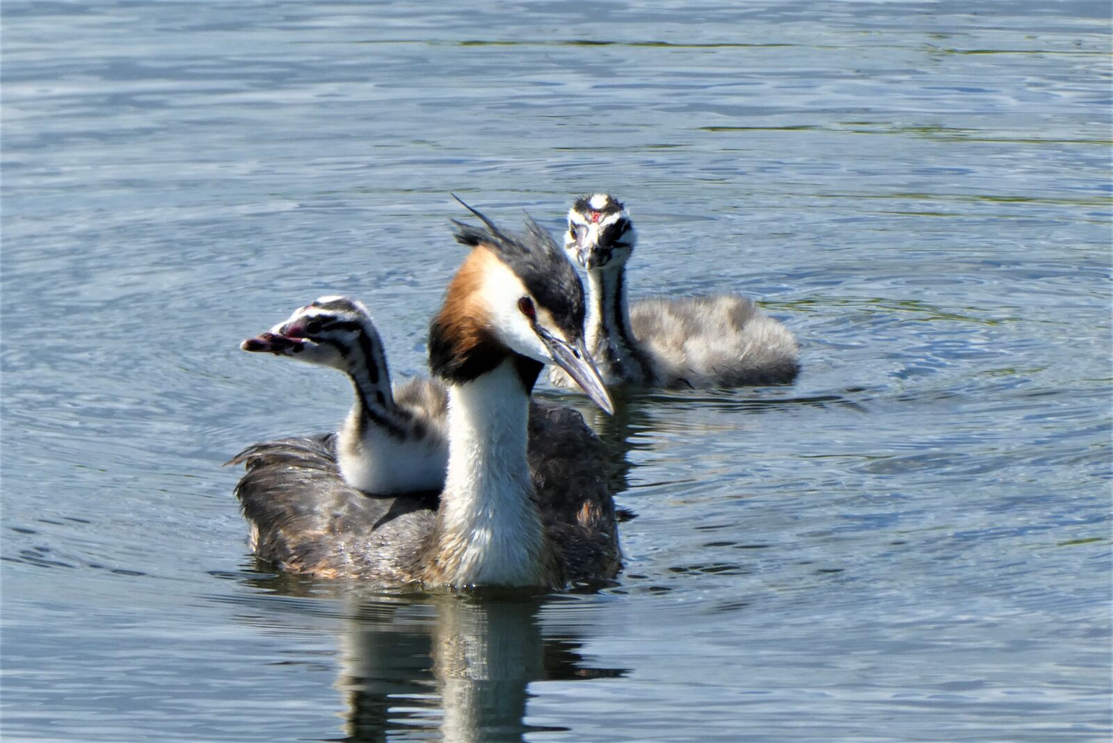 Panasonic Lumix DC-ZS70 (Lumix DC-TZ90) sample photo. Great crested grebe with photography