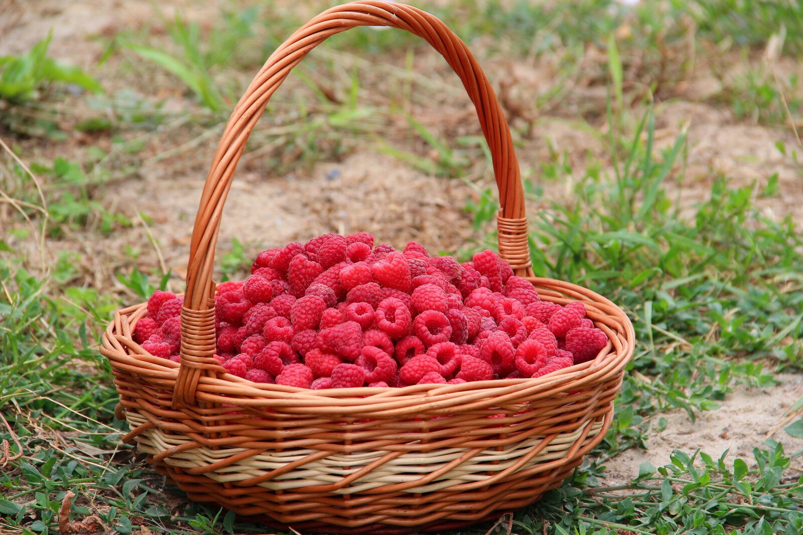 Canon EOS 600D (Rebel EOS T3i / EOS Kiss X5) sample photo. Raspberry, basket, berry photography