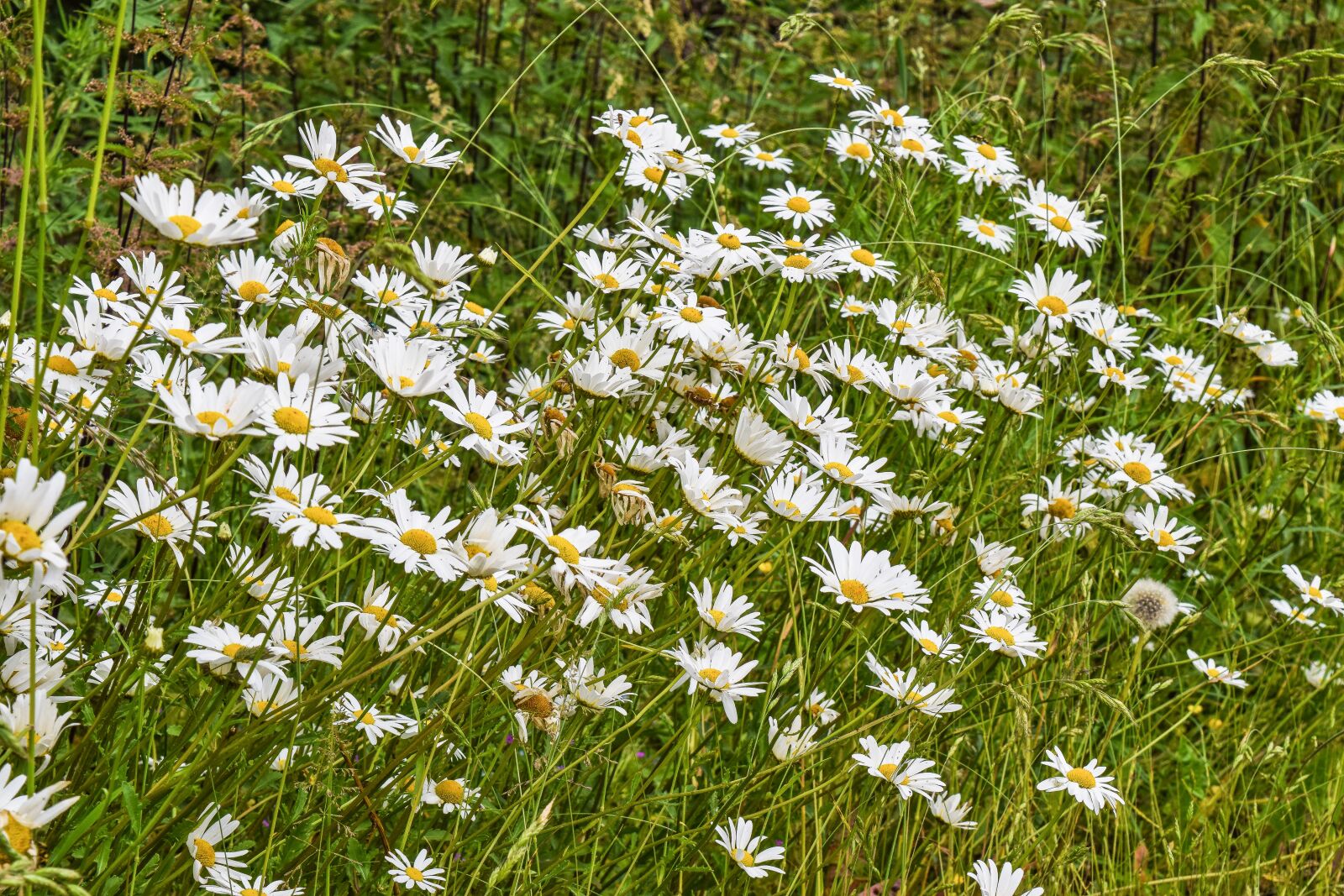 Nikon D3300 sample photo. Flowers, daisies, white photography