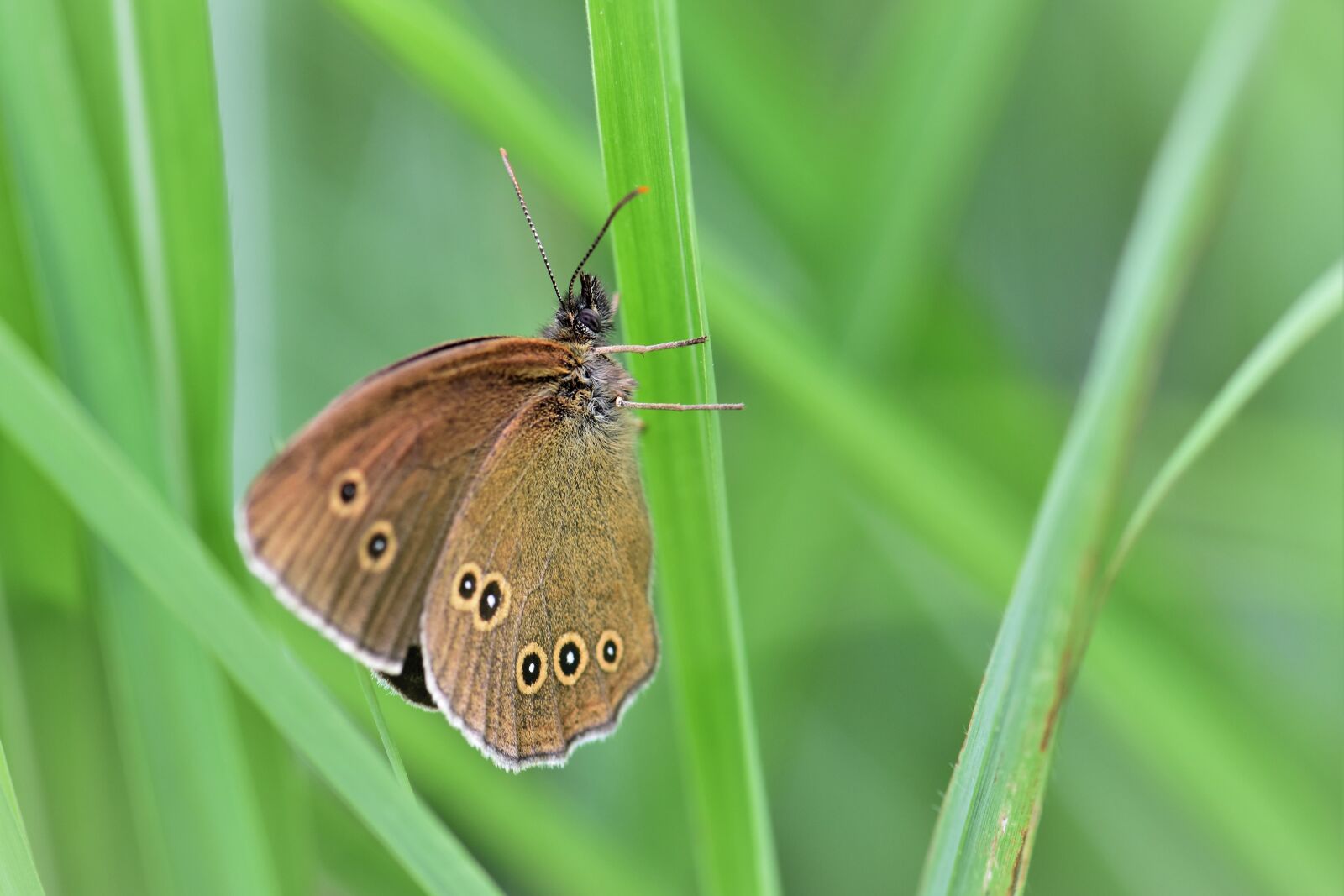 Nikon D5500 sample photo. Butterfly, animal insect, nature photography