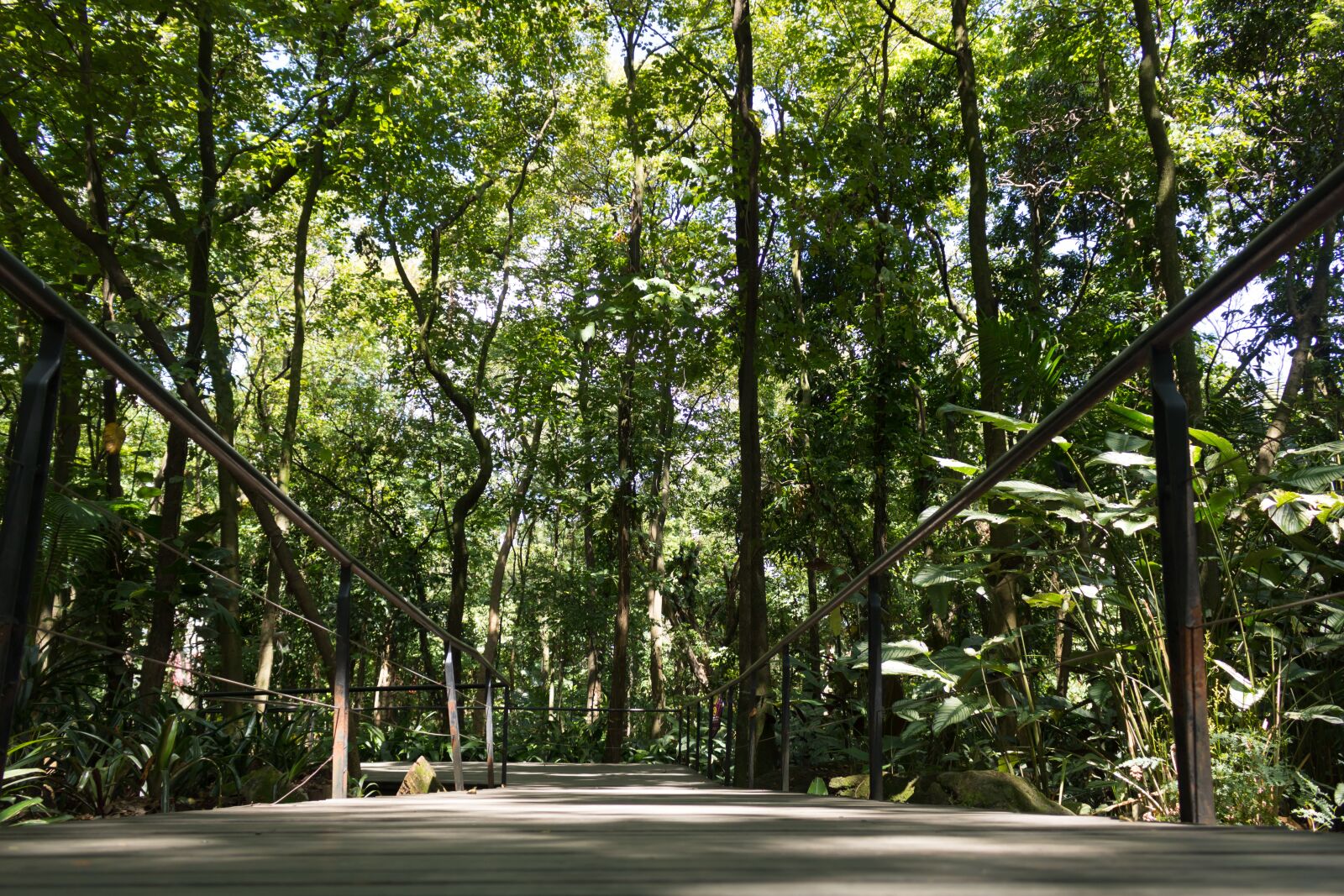 Canon EOS 750D (EOS Rebel T6i / EOS Kiss X8i) sample photo. Path, bridge, forest photography