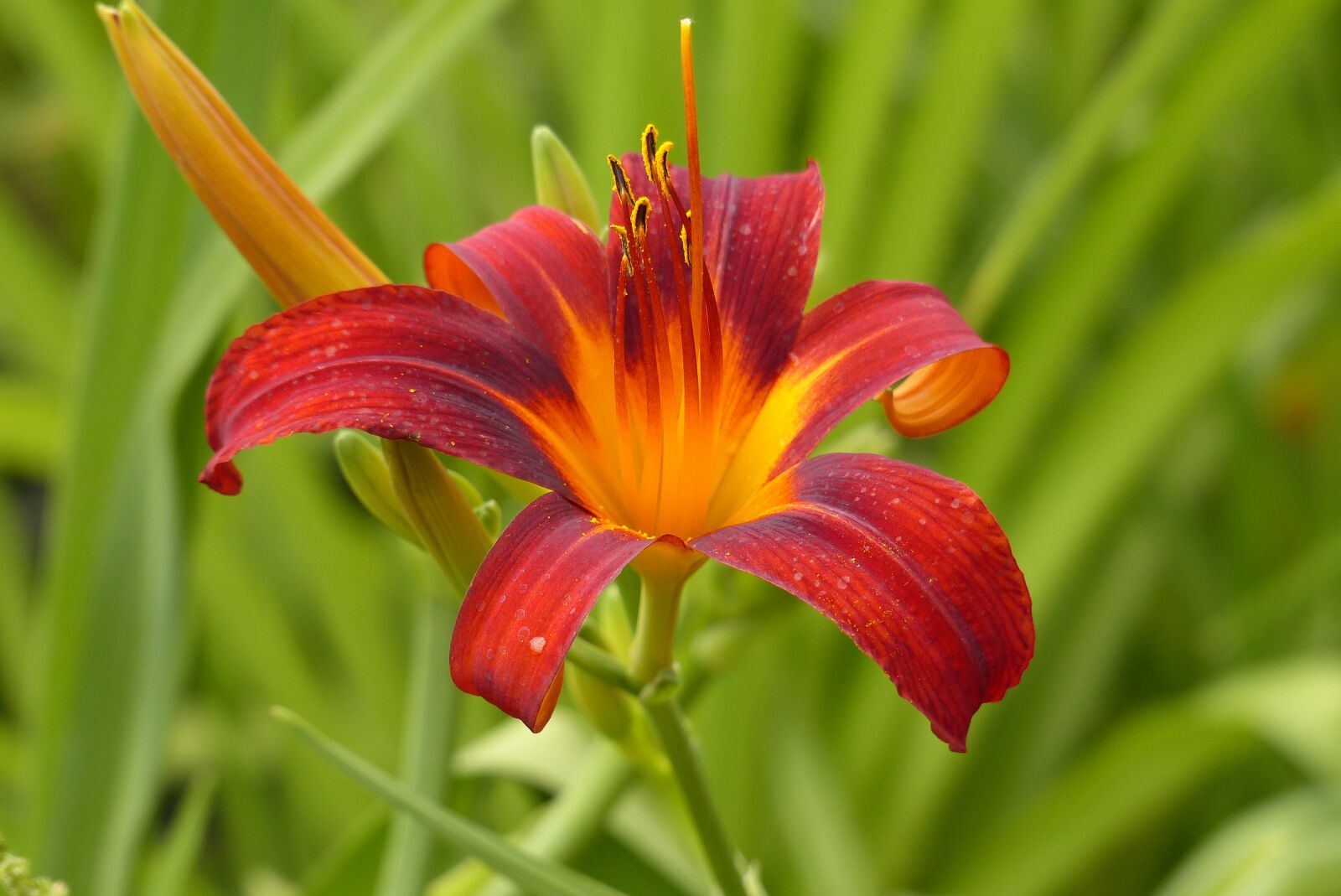 Panasonic Lumix DMC-FZ200 sample photo. Daylilies, flower, garden photography