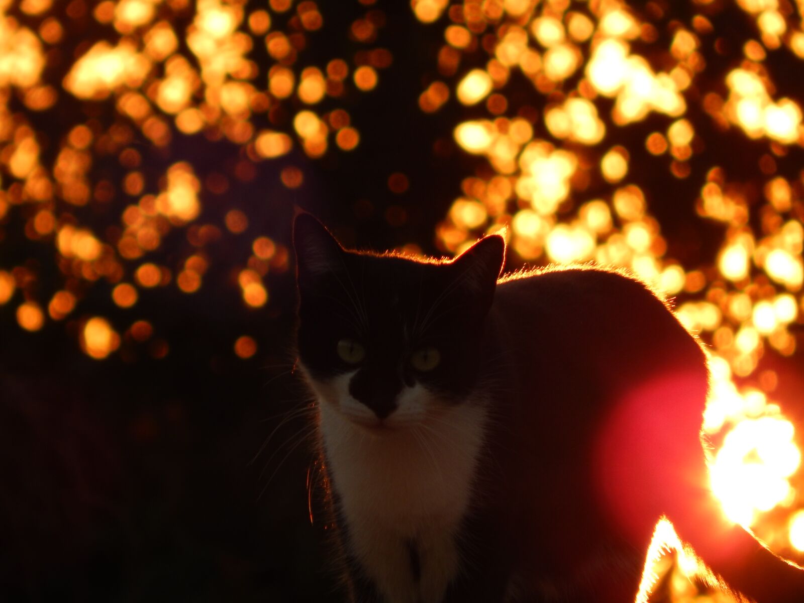 Nikon Coolpix L830 sample photo. Cat, gato, animal photography