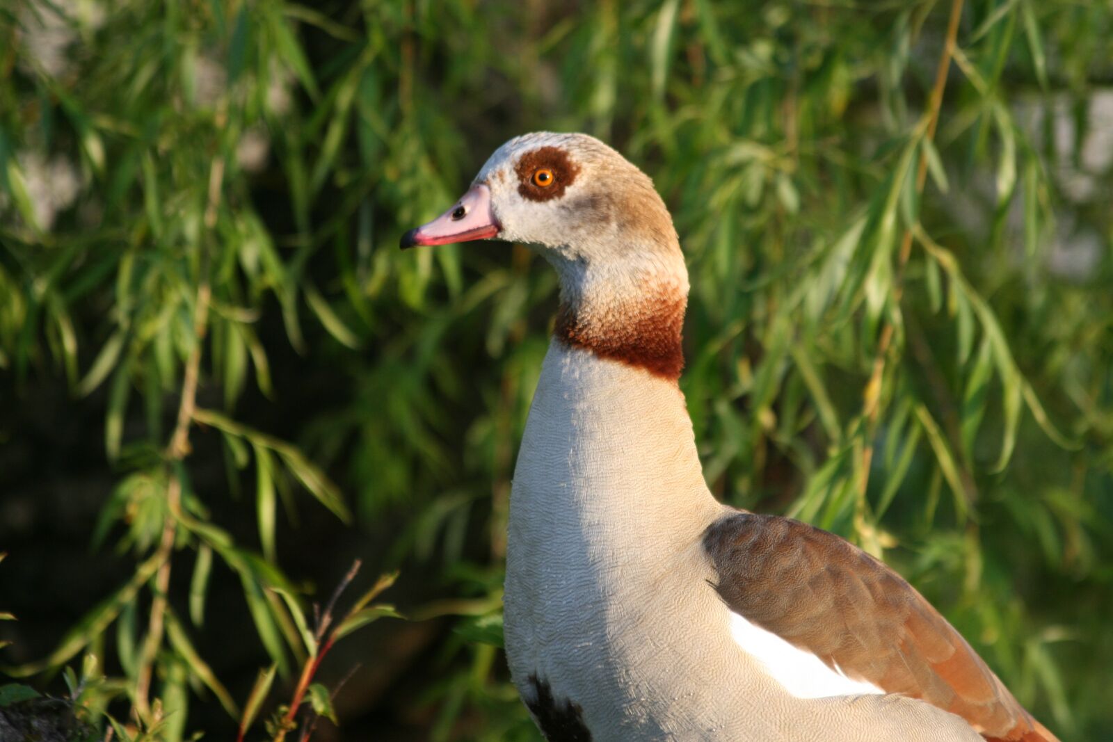 Canon EOS 400D (EOS Digital Rebel XTi / EOS Kiss Digital X) sample photo. Goose, bird, green photography
