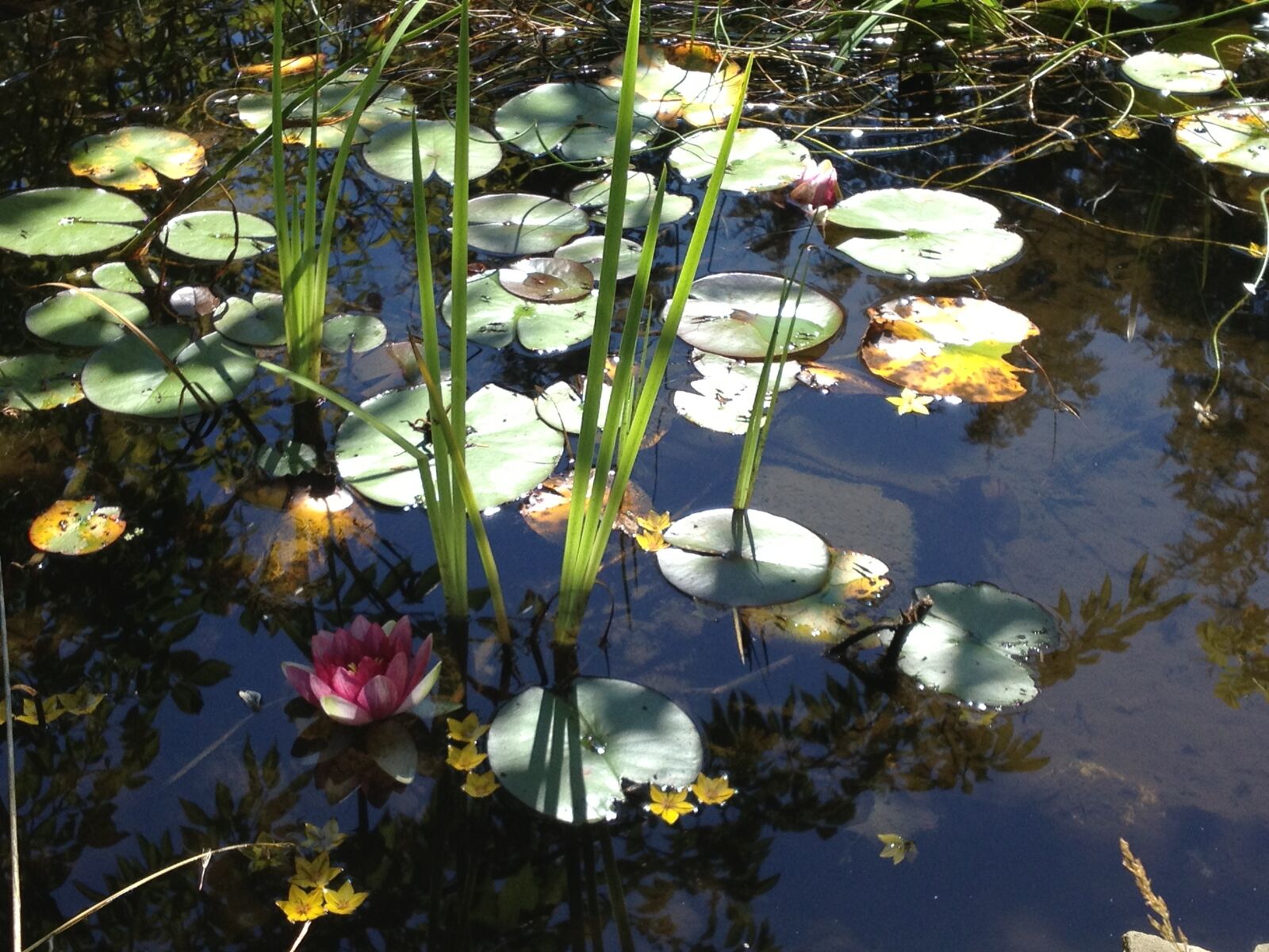 Apple iPhone 4S sample photo. Lily, pad, pond photography
