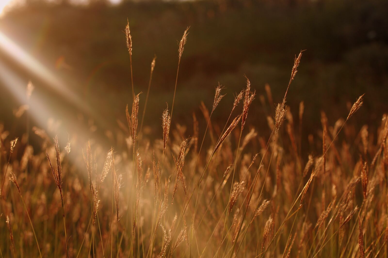 Canon EF-S 60mm F2.8 Macro USM sample photo. Spice, rays of the photography