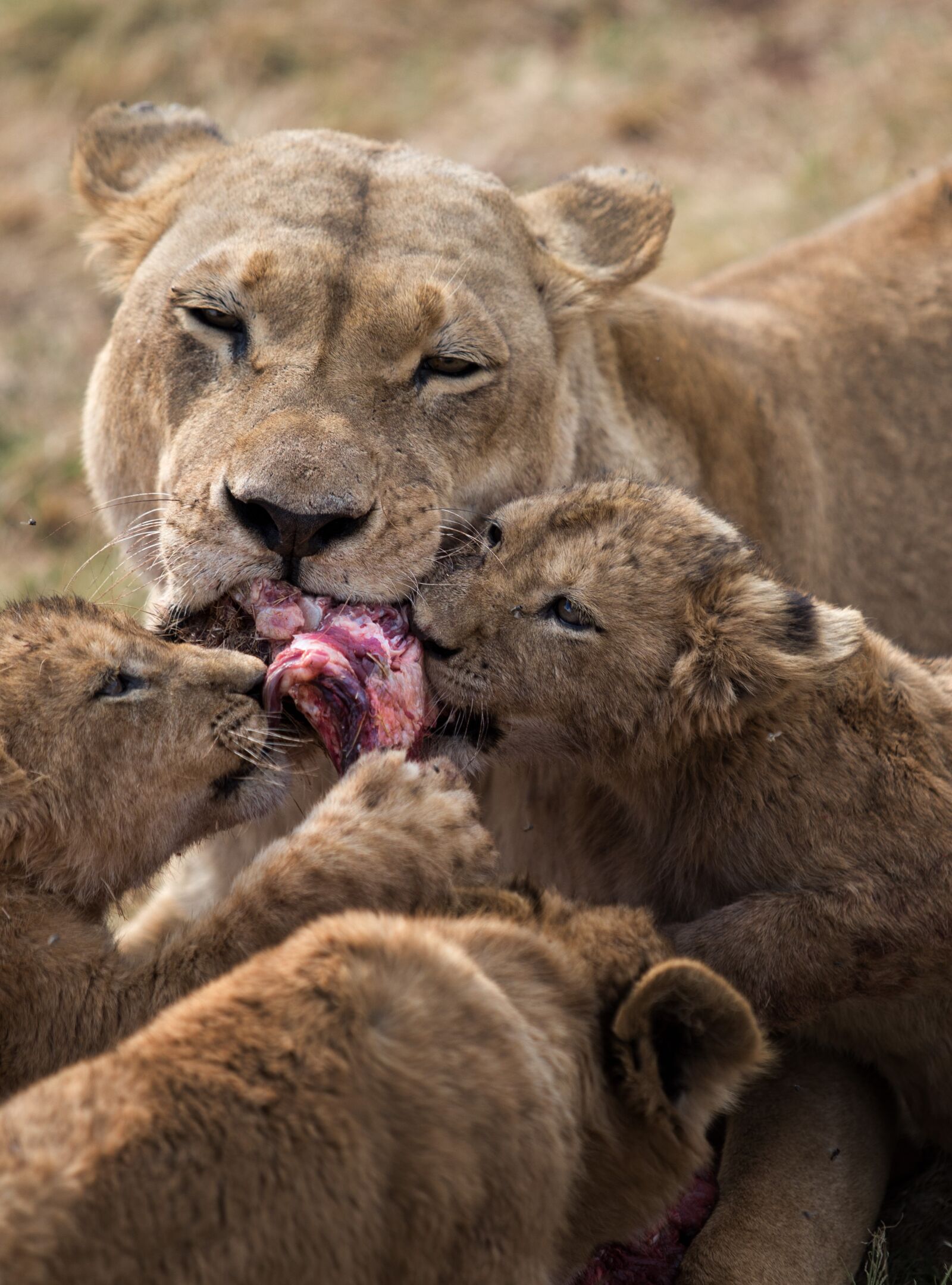 Canon EF 70-200mm F2.8L USM sample photo. Lions, mother, lion photography
