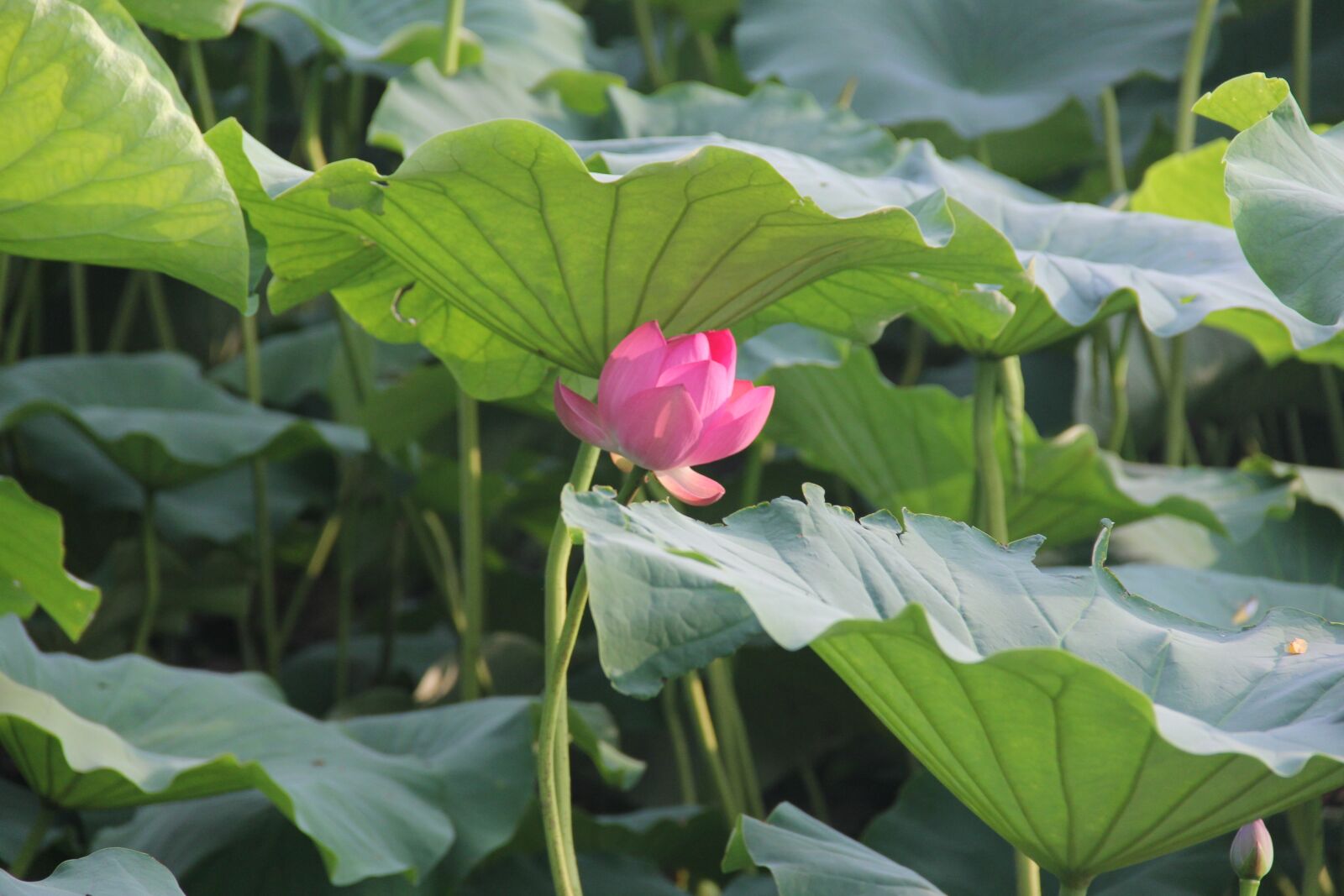 Canon EOS 60D sample photo. Lotus, red, lotus leaf photography