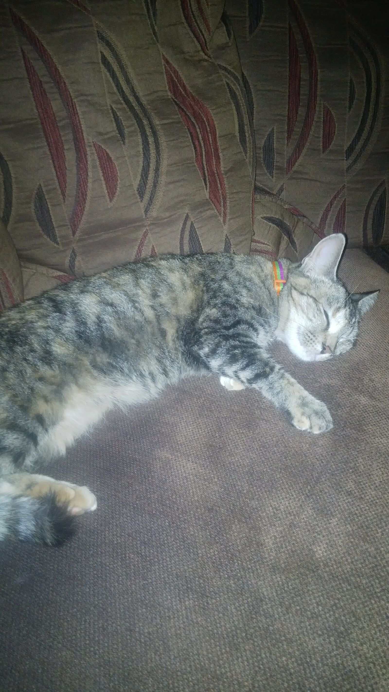 BlackBerry Z10 sample photo. Cat, cats, sleeping photography