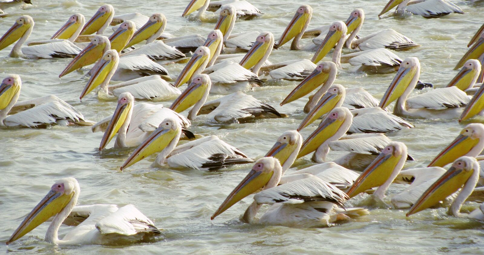 Canon POWERSHOT SX100 IS sample photo. Bird, senegal, nature photography