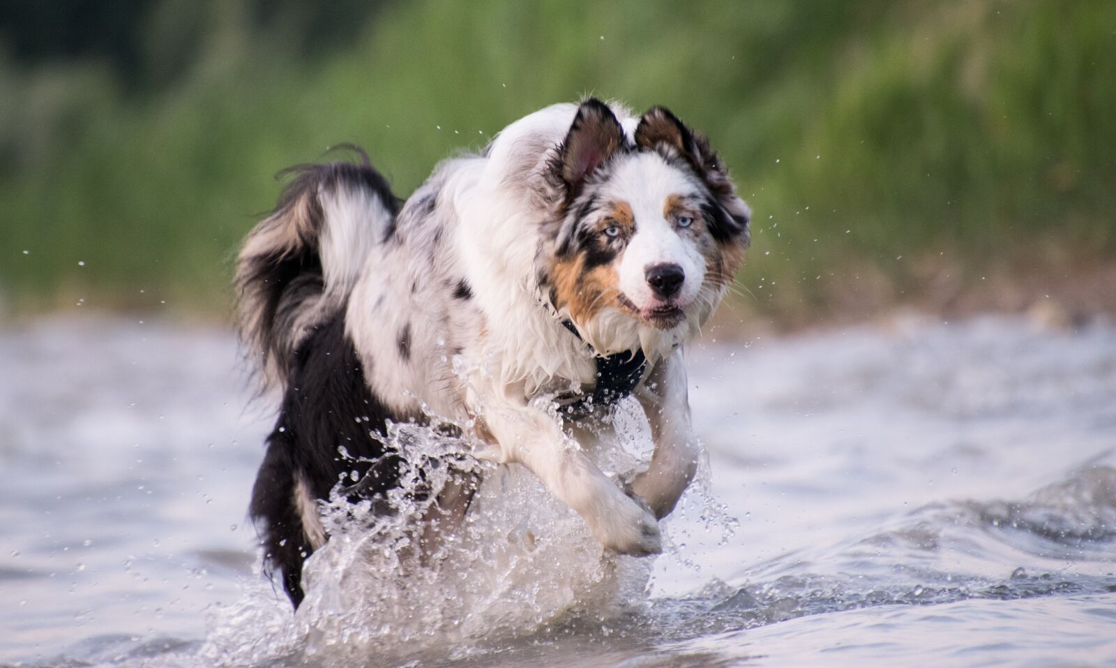 Nikon D3300 sample photo. Dog, race, water photography