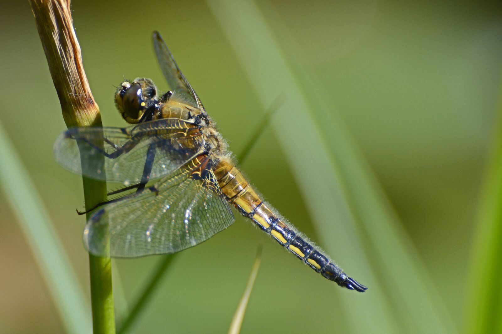 Nikon D7100 sample photo. Dragonfly, wing, insect photography