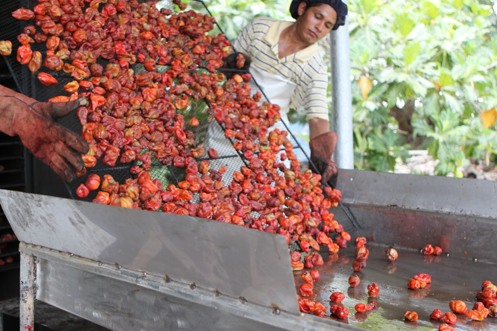 Canon EOS 500D (EOS Rebel T1i / EOS Kiss X3) sample photo. Red habanero, smoker, belize photography