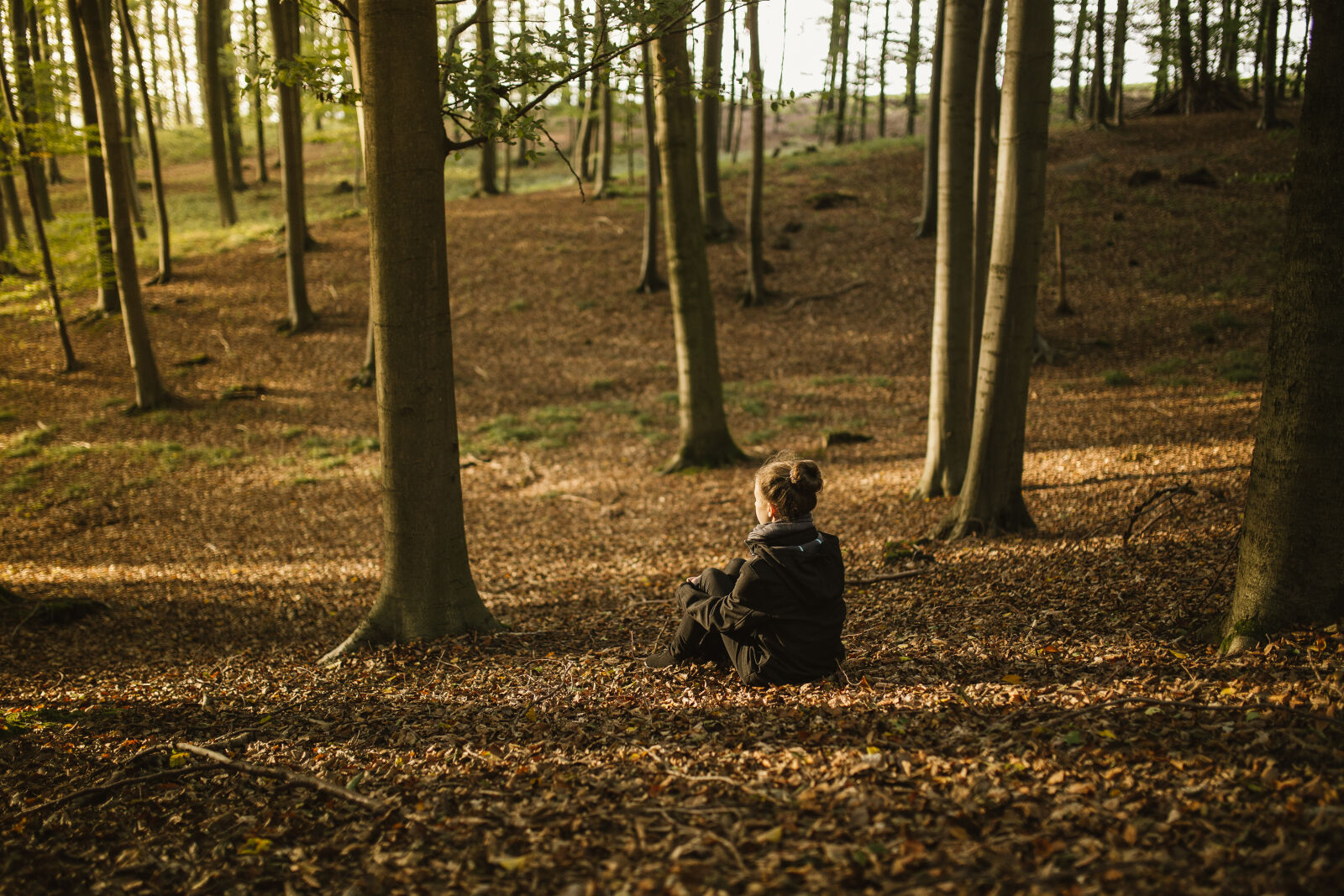 Canon EOS 6D + Sigma 35mm F1.4 DG HSM Art sample photo. Autumn, evening, sun, foliage photography
