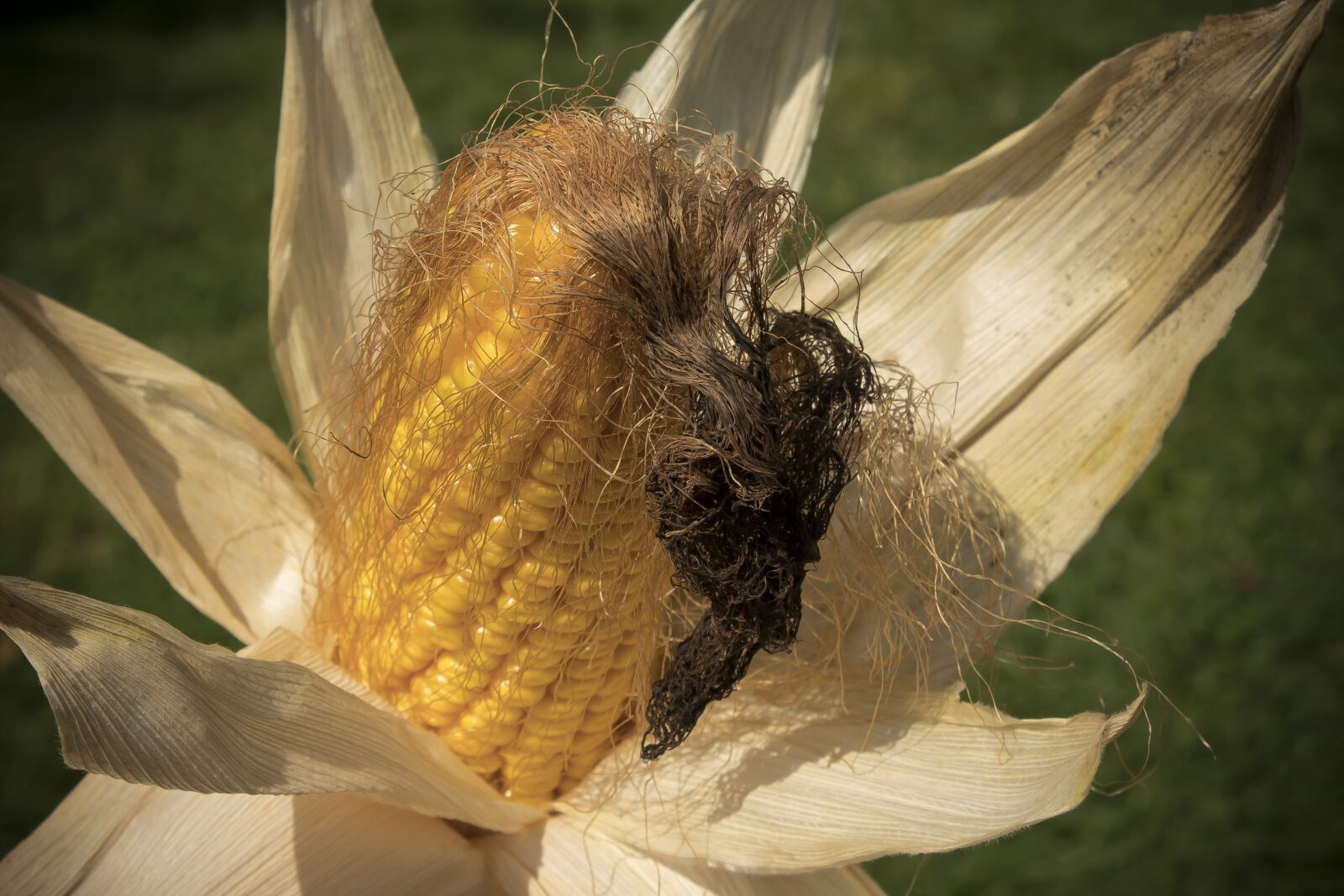 Canon EOS 1300D (EOS Rebel T6 / EOS Kiss X80) sample photo. Corn on the cob photography