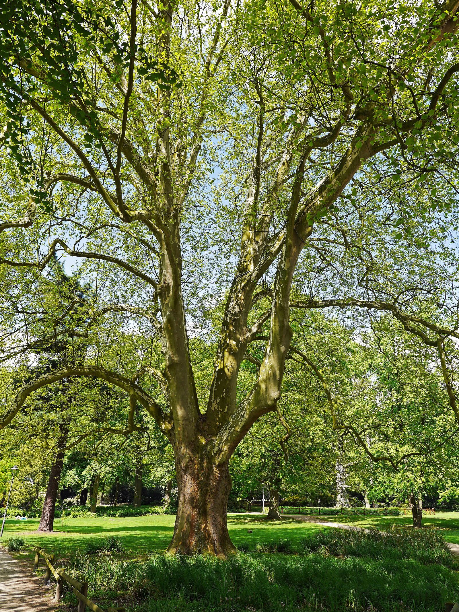 Panasonic Lumix DMC-GH3 sample photo. Sycamore, two hundred years photography