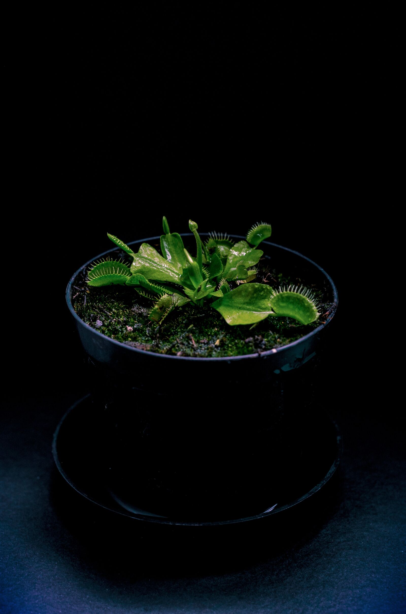 Nikon D5100 sample photo. Plant, dark, the carnivora photography