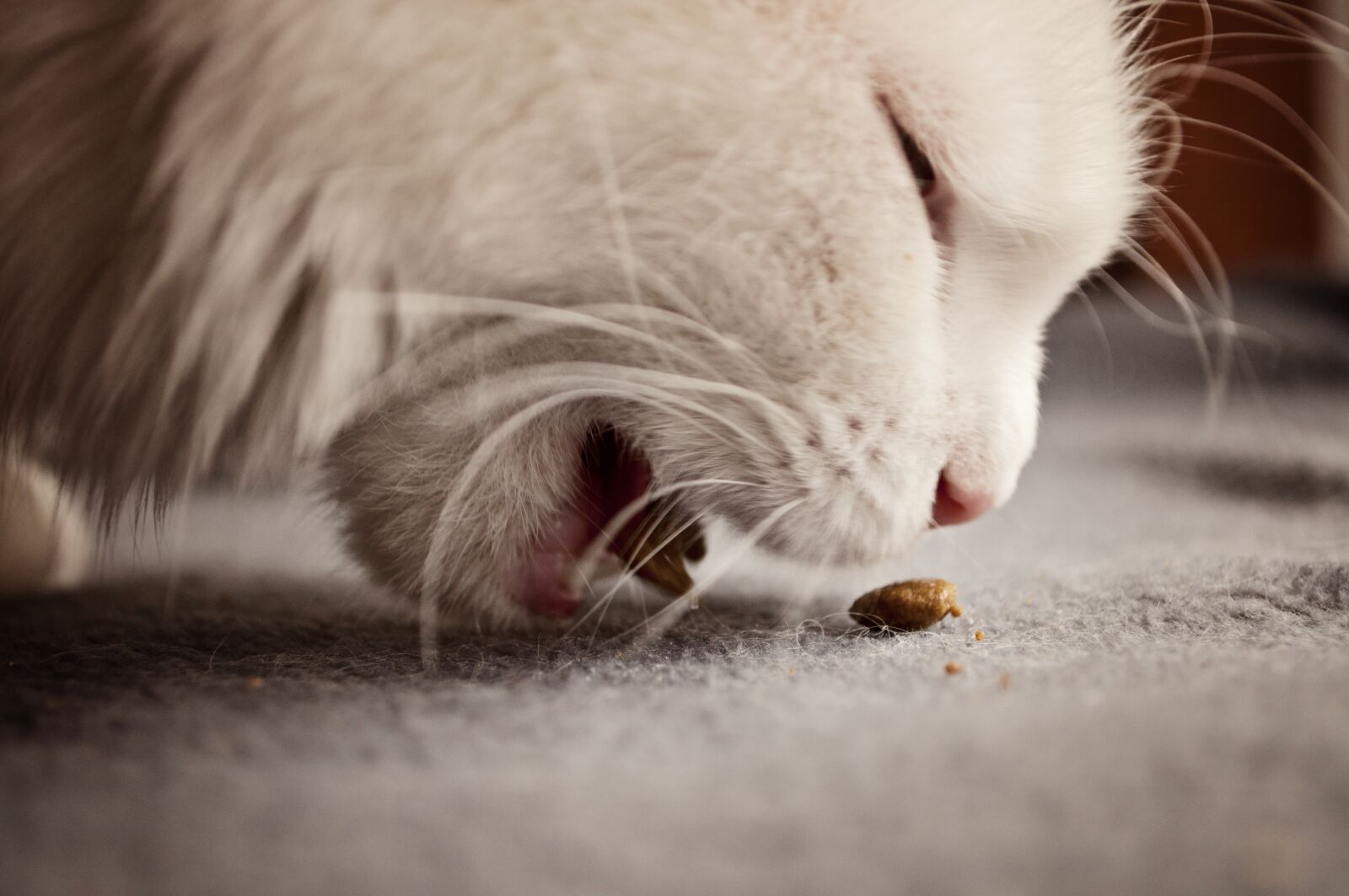 Nikon D5000 sample photo. Animal, cute, cat photography