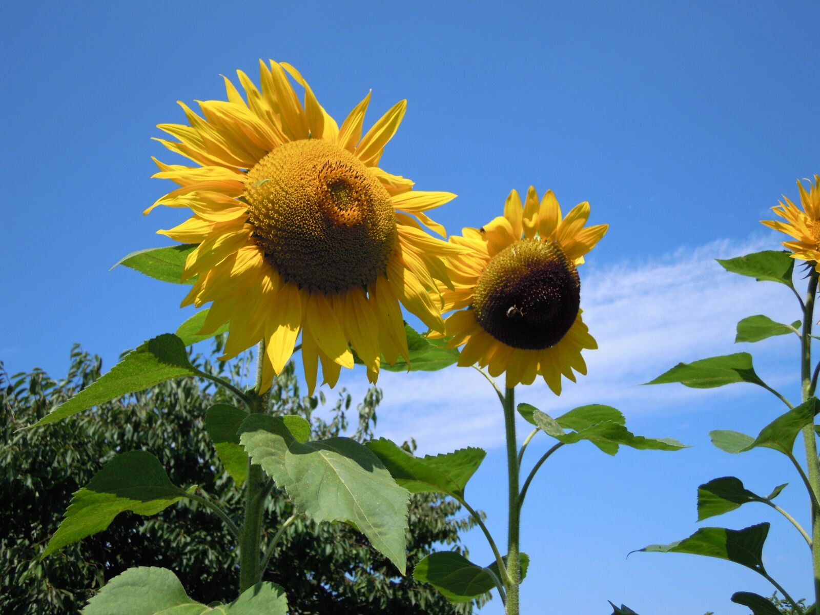 Nikon Coolpix S5100 sample photo. Sunflower, yellow, summer photography
