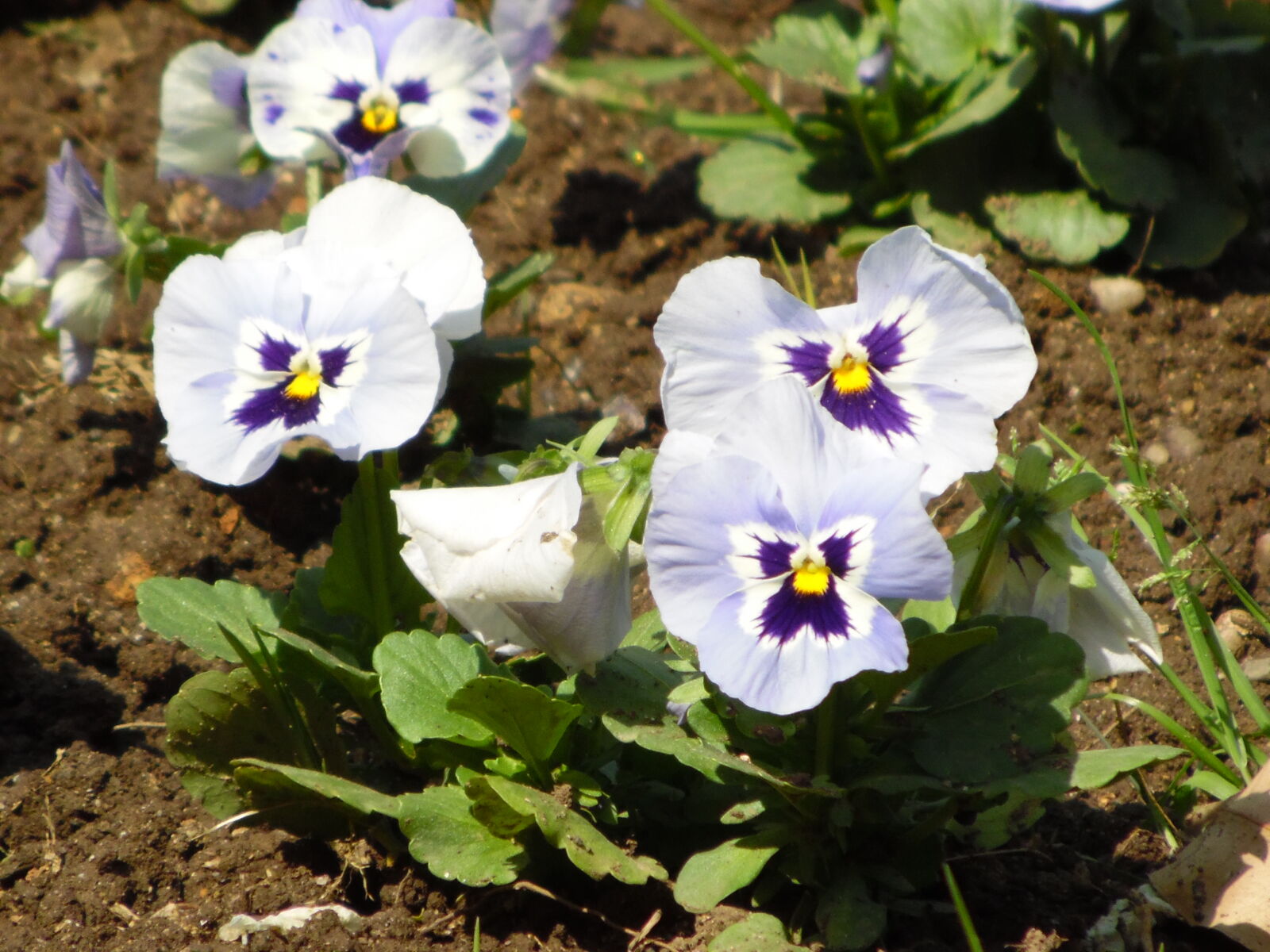 Samsung WB1100F/WB1101F/WB1102F sample photo