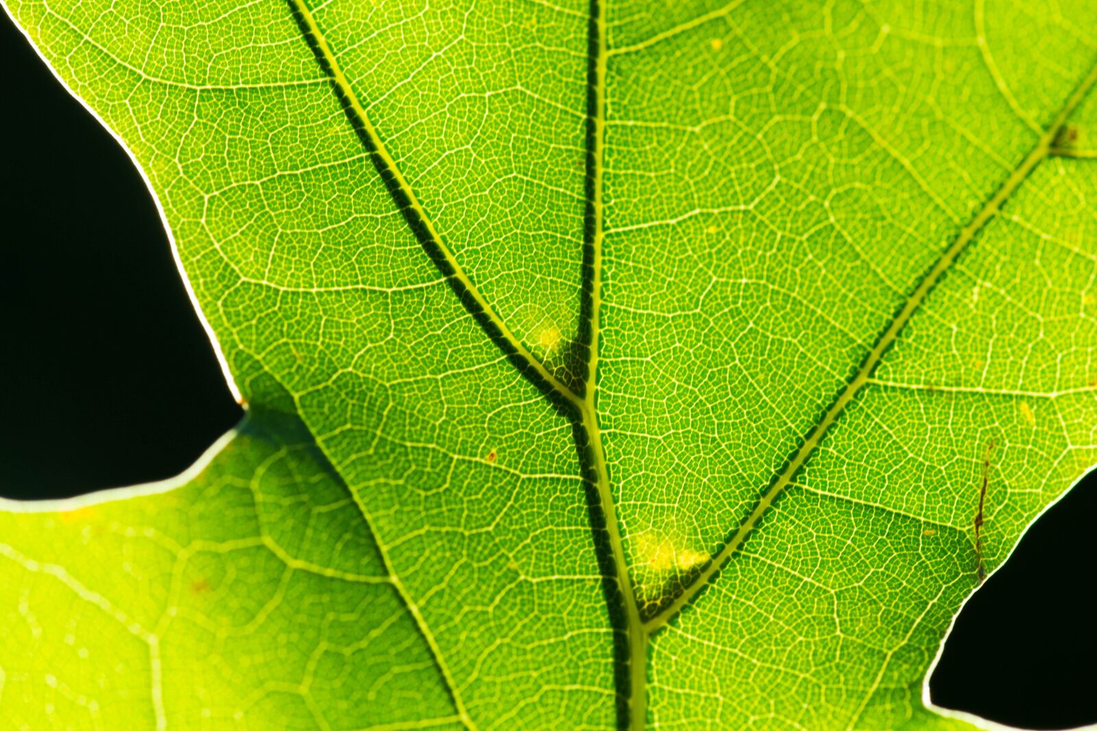 Canon EOS 700D (EOS Rebel T5i / EOS Kiss X7i) sample photo. Leaf, macro, nature photography