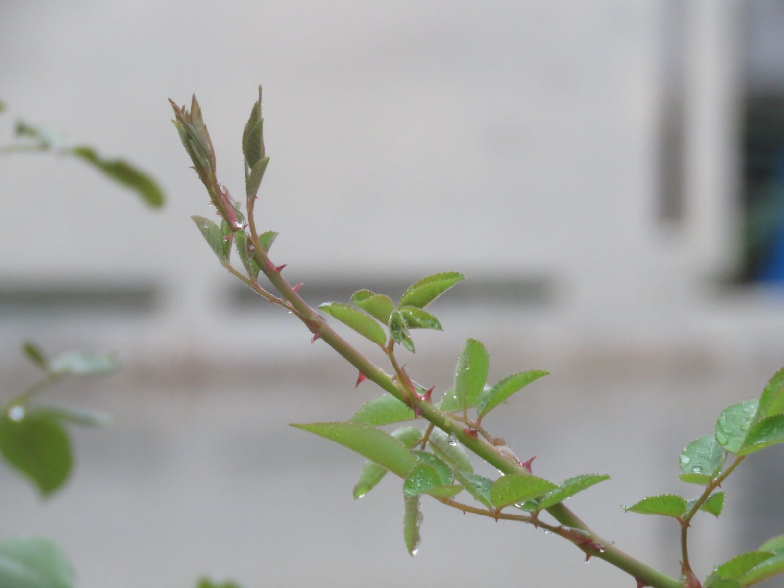 Canon PowerShot SX60 HS sample photo. Growing, rain, rose plant photography