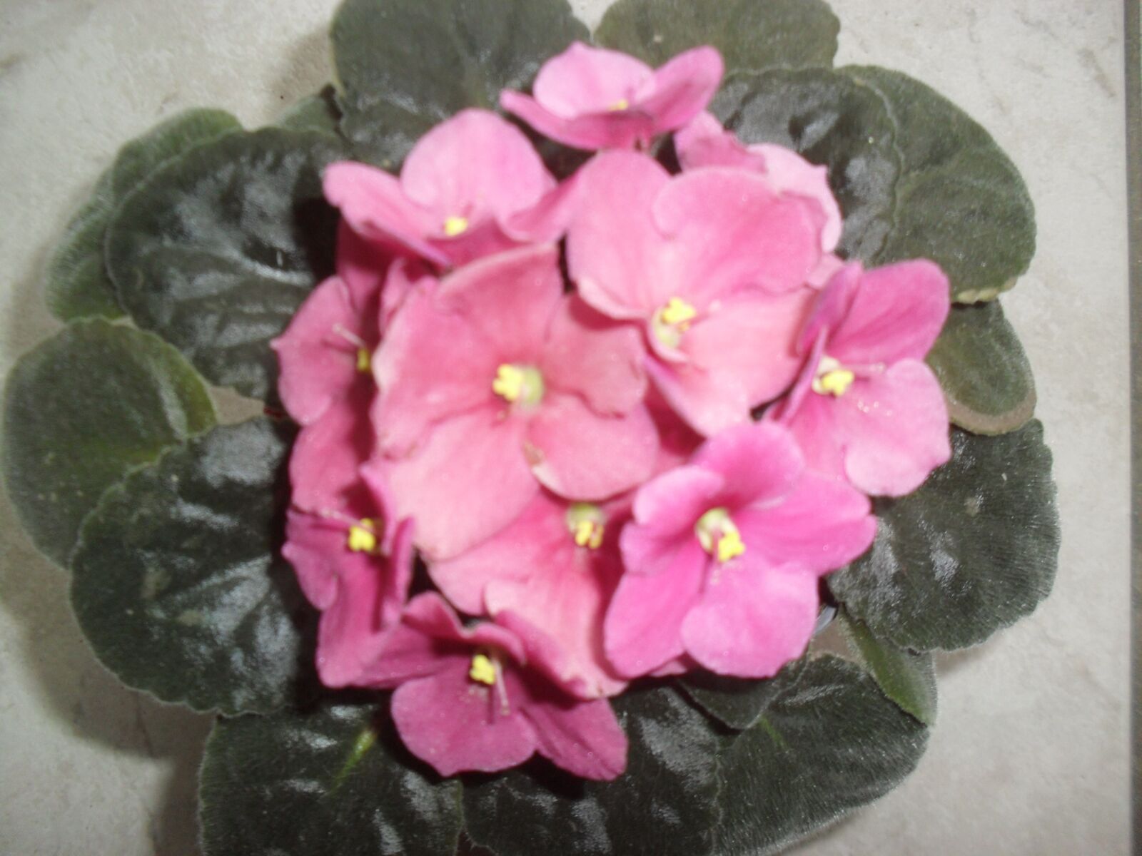 Samsung ES60 / VLUU ES60 /  SL105 /  ES63 sample photo. Pink, potted, flower photography