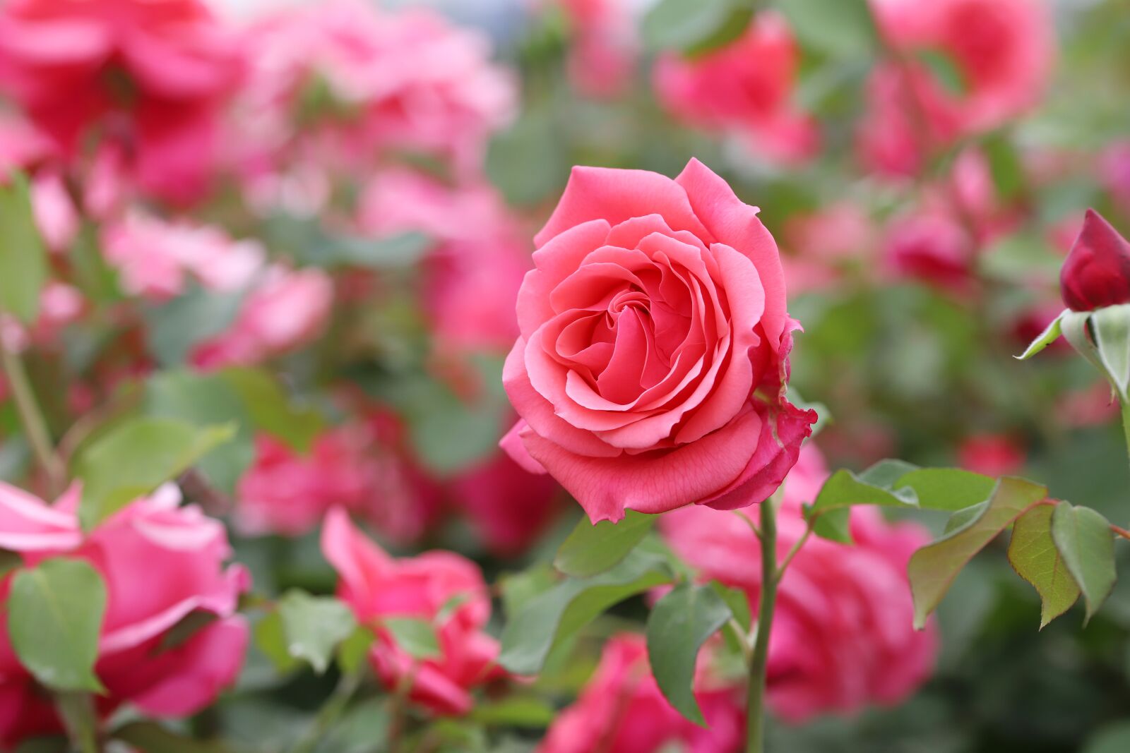 Canon EOS 6D Mark II sample photo. Rose, petal, flowers photography