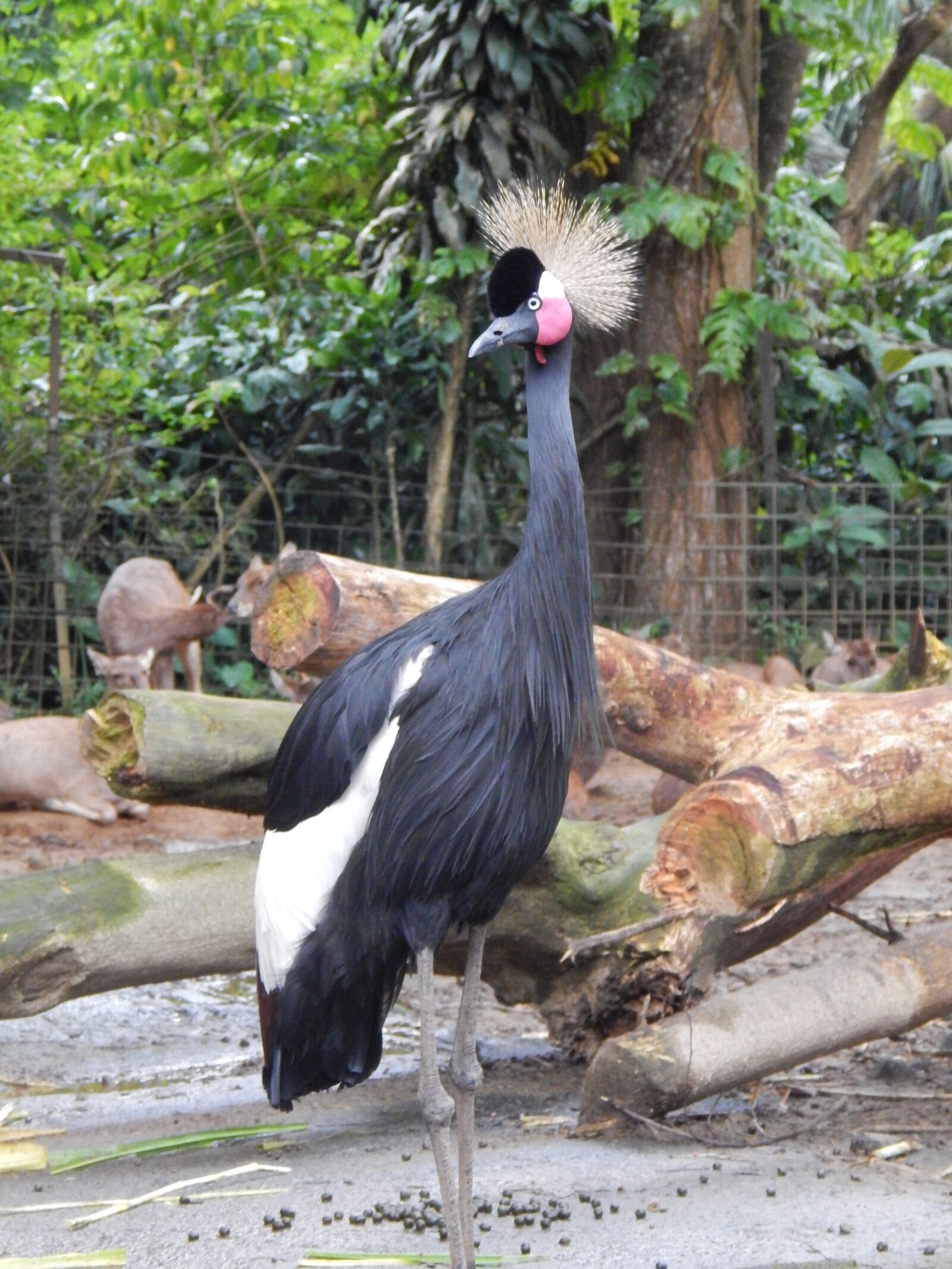 Nikon Coolpix L830 sample photo. Bird, zoo, animal photography