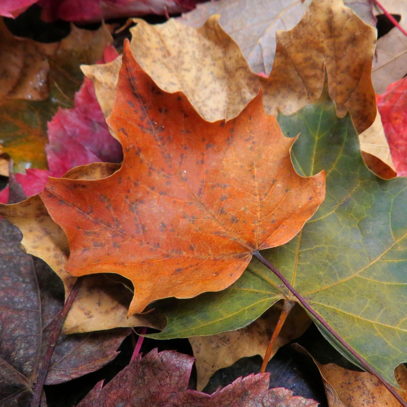 Canon PowerShot SX50 HS sample photo. Maple, leaf, leaves photography