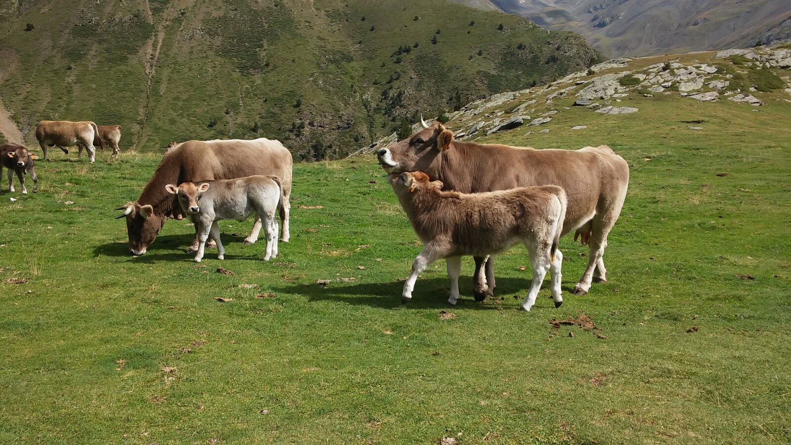 LG G2 MINI sample photo. Cows, mountain, nature photography