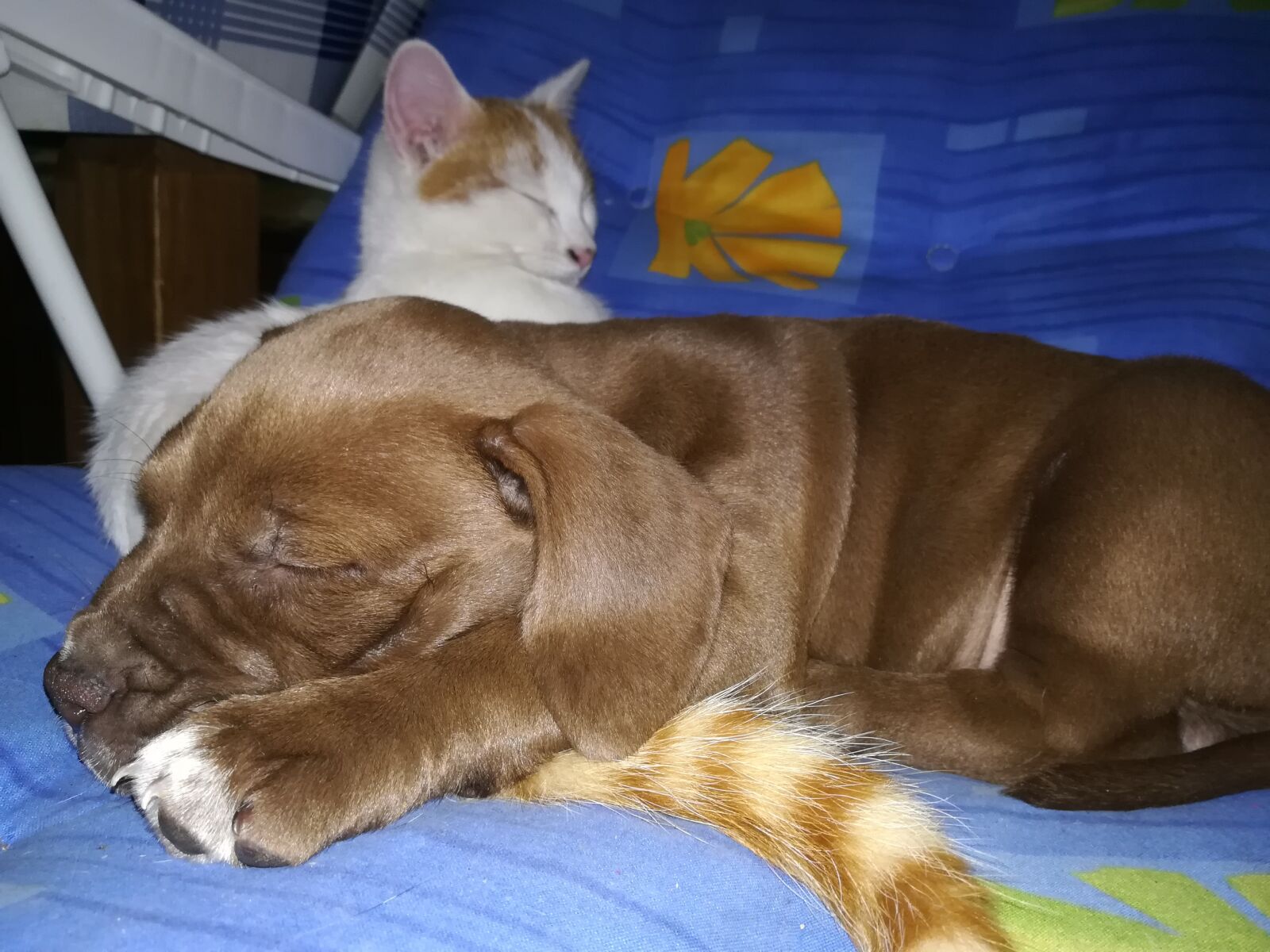 HUAWEI PRA-LX1 sample photo. Pets, people, dog photography