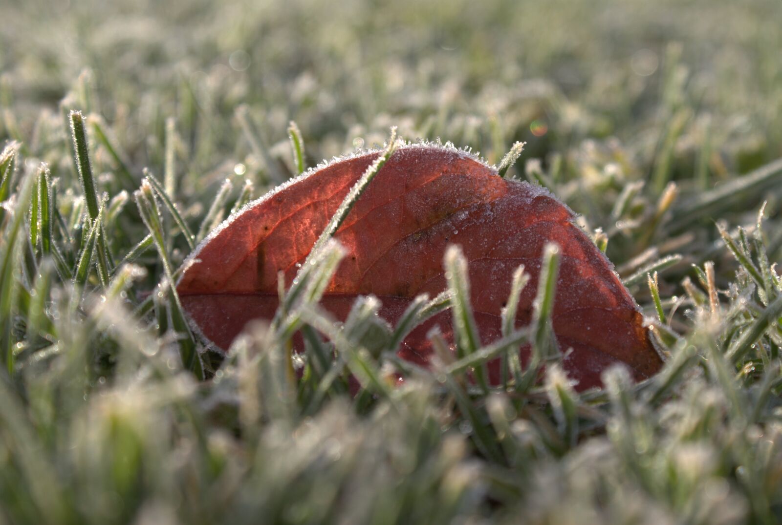 Sony Alpha DSLR-A300 sample photo. Leaf, nature, plant photography