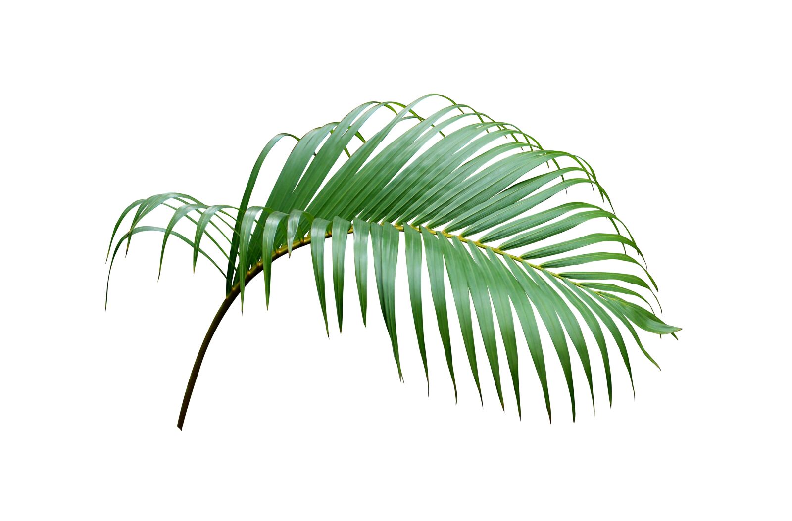 Canon EOS 700D (EOS Rebel T5i / EOS Kiss X7i) sample photo. Palm, leaf, tropical photography
