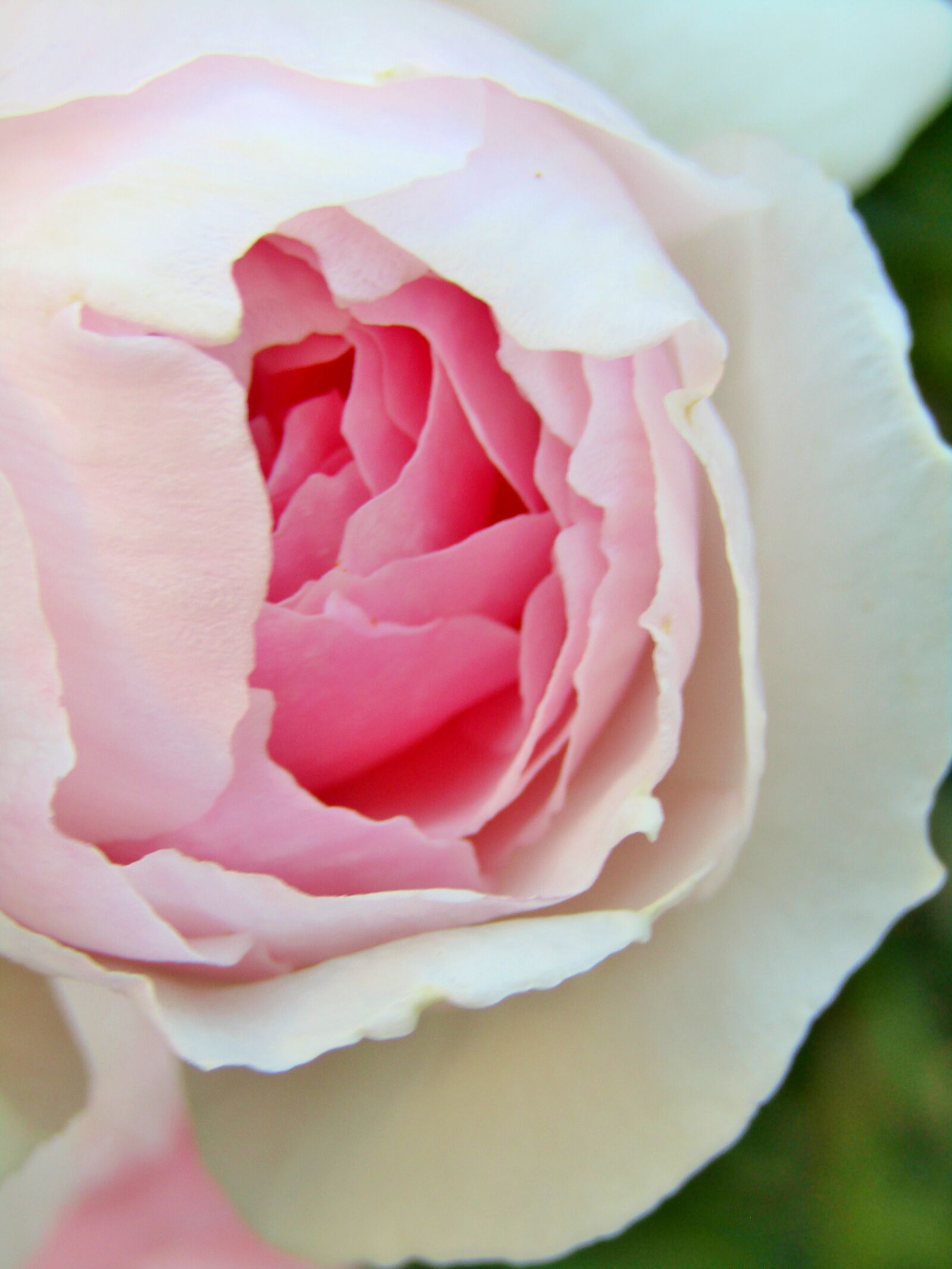 Canon POWERSHOT SX432 IS sample photo. Rose, pink, flower photography